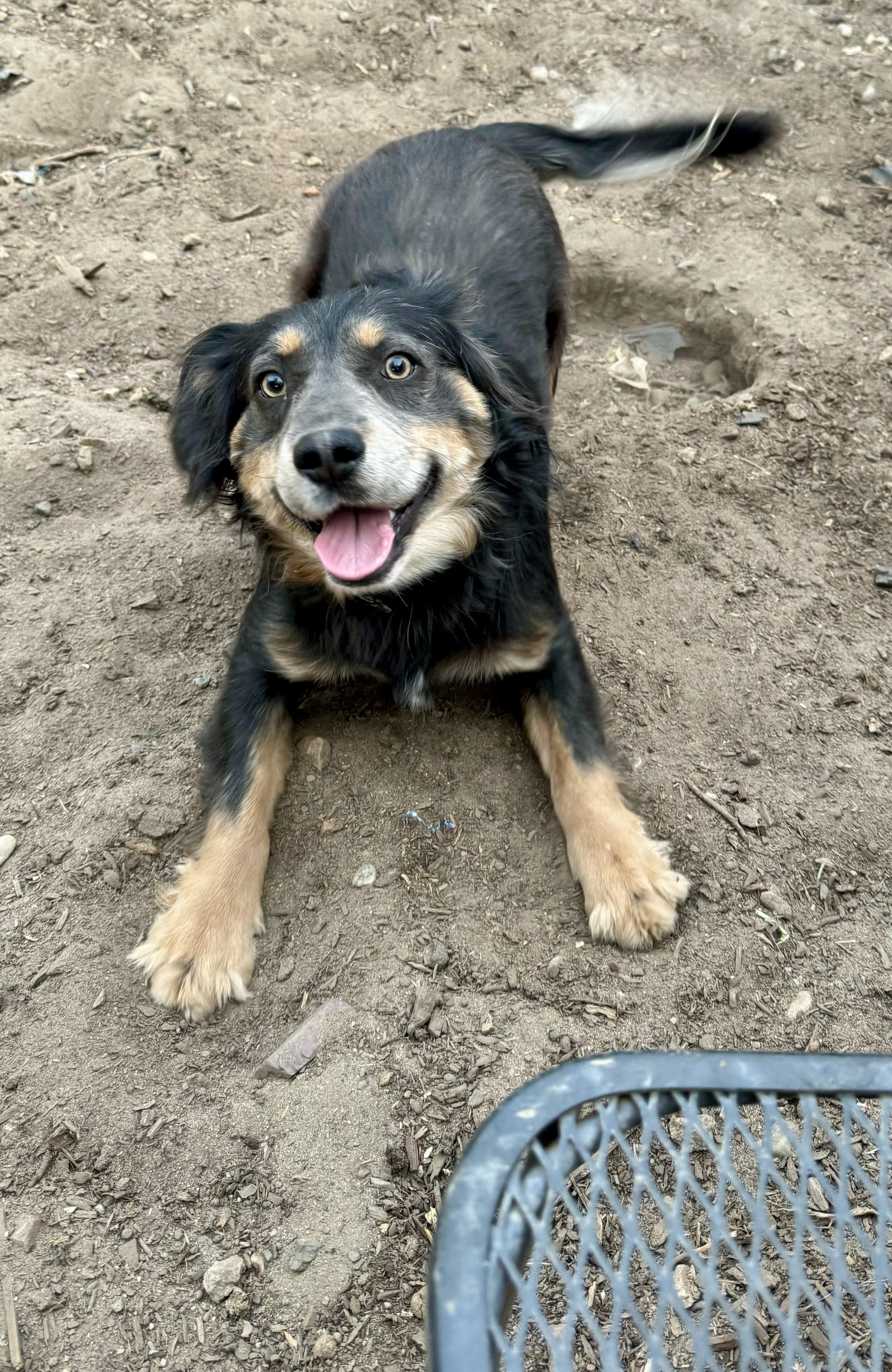 Enlarge Buddy Luv, a Adoptable Australian Shepherd in Stockton, CA image 2/6