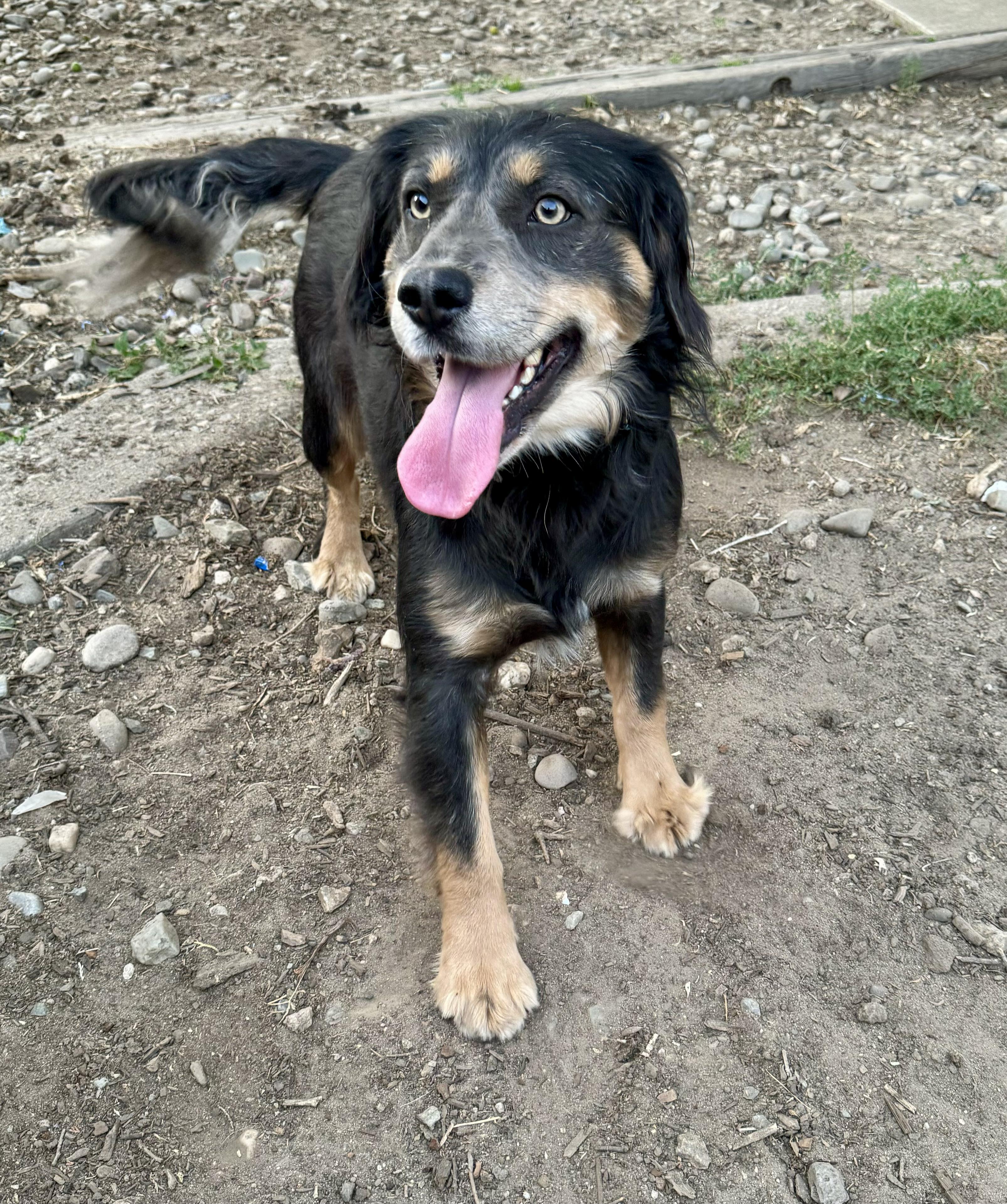 Enlarge Buddy Luv, a Adoptable Australian Shepherd in Stockton, CA image 5/6