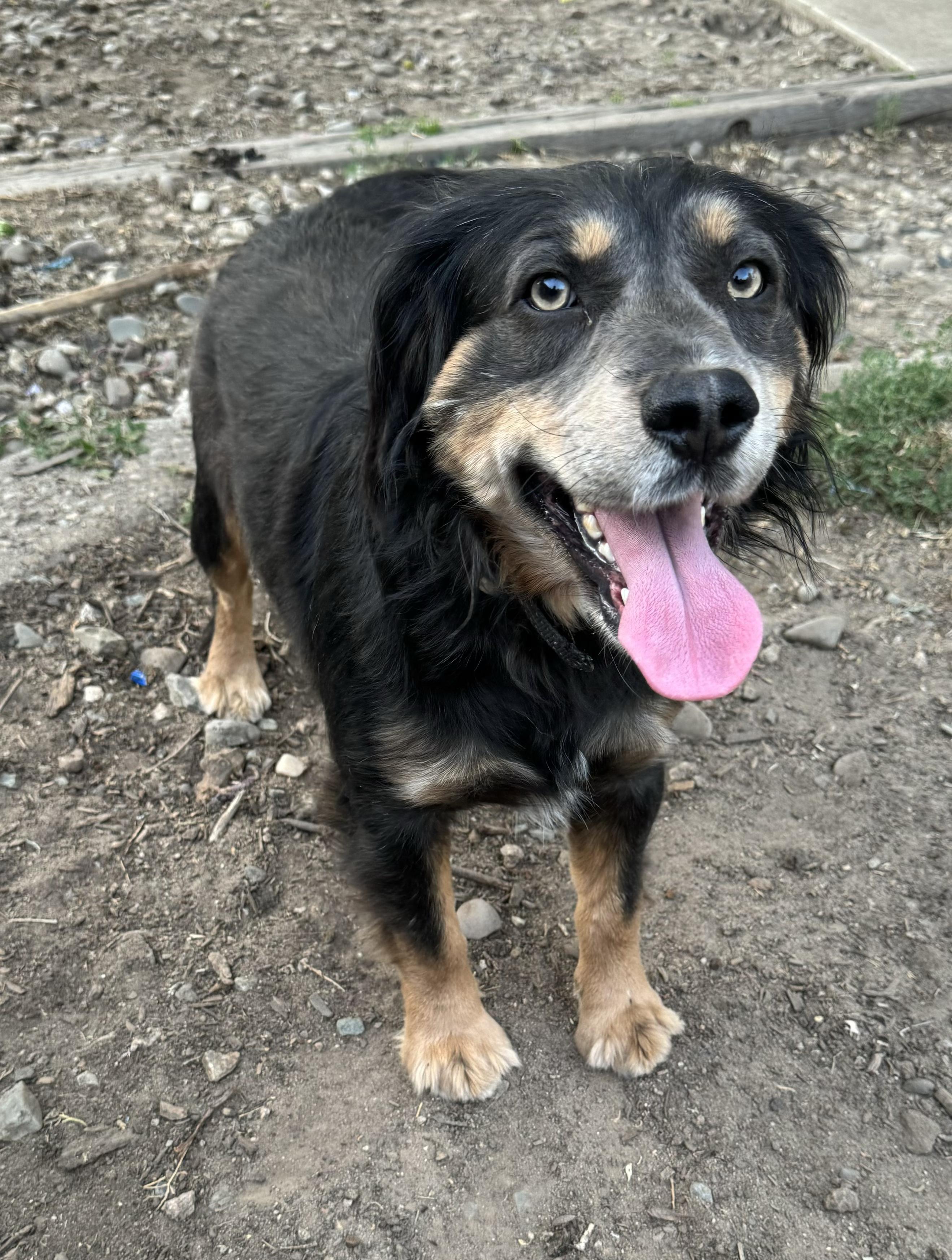 Enlarge Buddy Luv, a Adoptable Australian Shepherd in Stockton, CA image 6/6