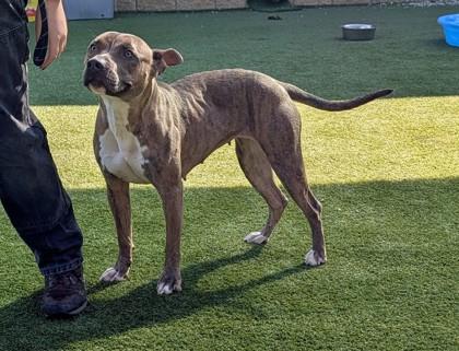 Nikki, Adoptable, Adult Female Pit Bull Terrier & Mixed Breed.