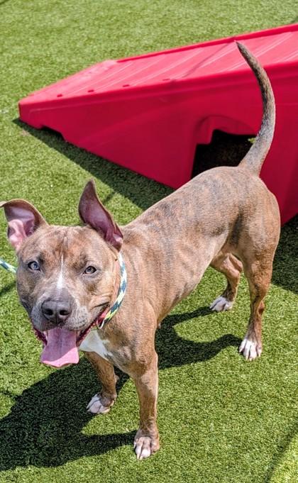 Enlarge Nikki, a Adoptable mixed breed in Independence, MO image 2/2