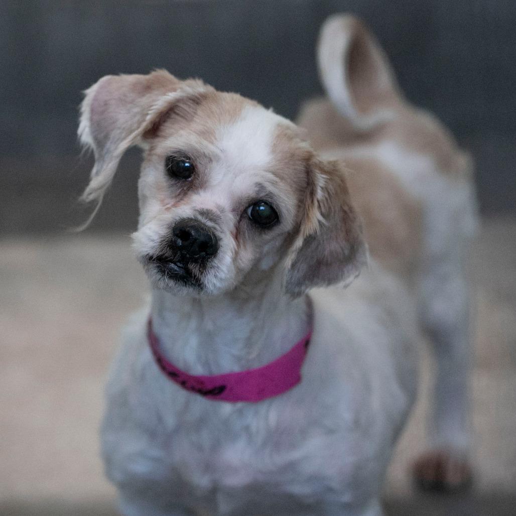 Enlarge Buttercup (D25-203), a Adoptable Shih Tzu in Peyton, CO image 1/5