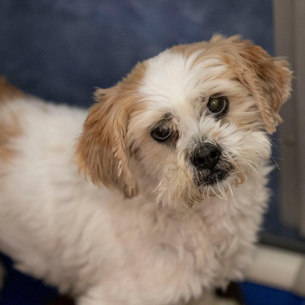 Buttercup (D25-203), a Adoptable Shih Tzu in Peyton, CO image 2/6