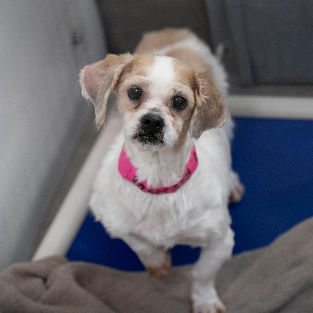 Enlarge Buttercup (D25-203), a Adoptable Shih Tzu in Peyton, CO image 2/5