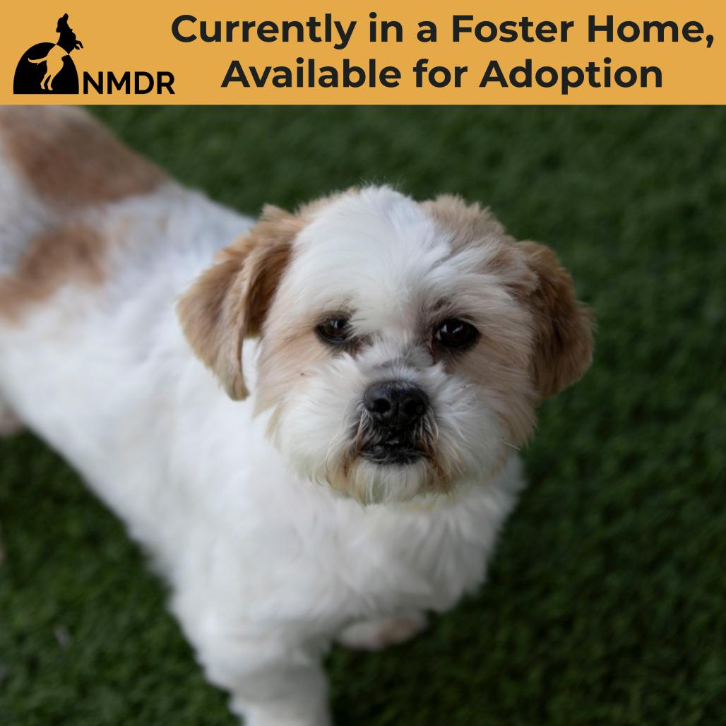Enlarge Buttercup (D25-203), a Adoptable Shih Tzu in Peyton, CO image 3/5
