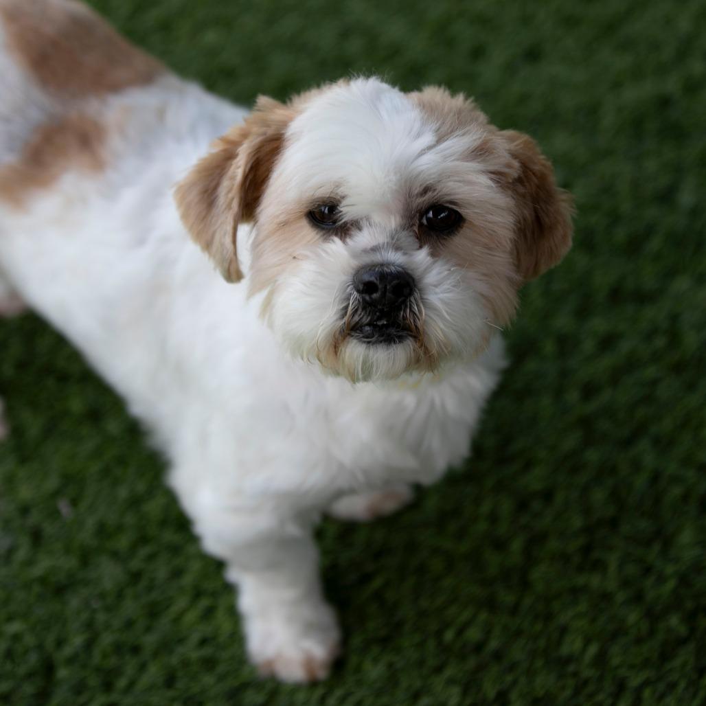 Buttercup (D25-203), a Adoptable Shih Tzu in Peyton, CO image 3/6