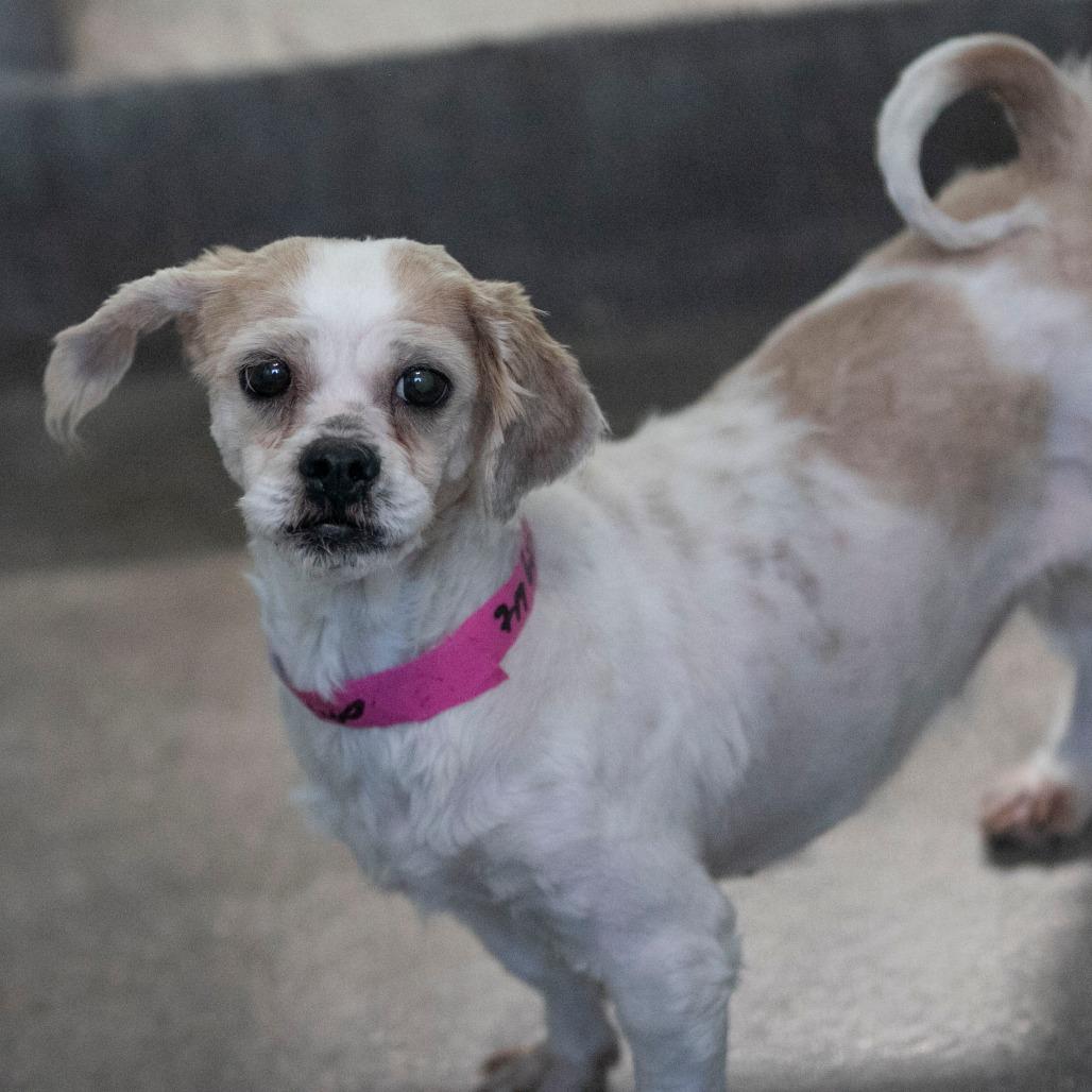 Enlarge Buttercup (D25-203), a Adoptable Shih Tzu in Peyton, CO image 4/5