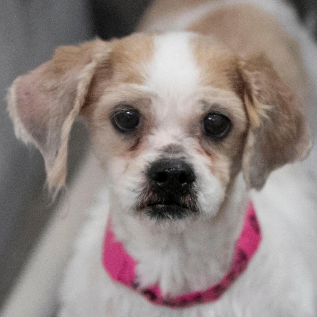 Enlarge Buttercup (D25-203), a Adoptable Shih Tzu in Peyton, CO image 5/5