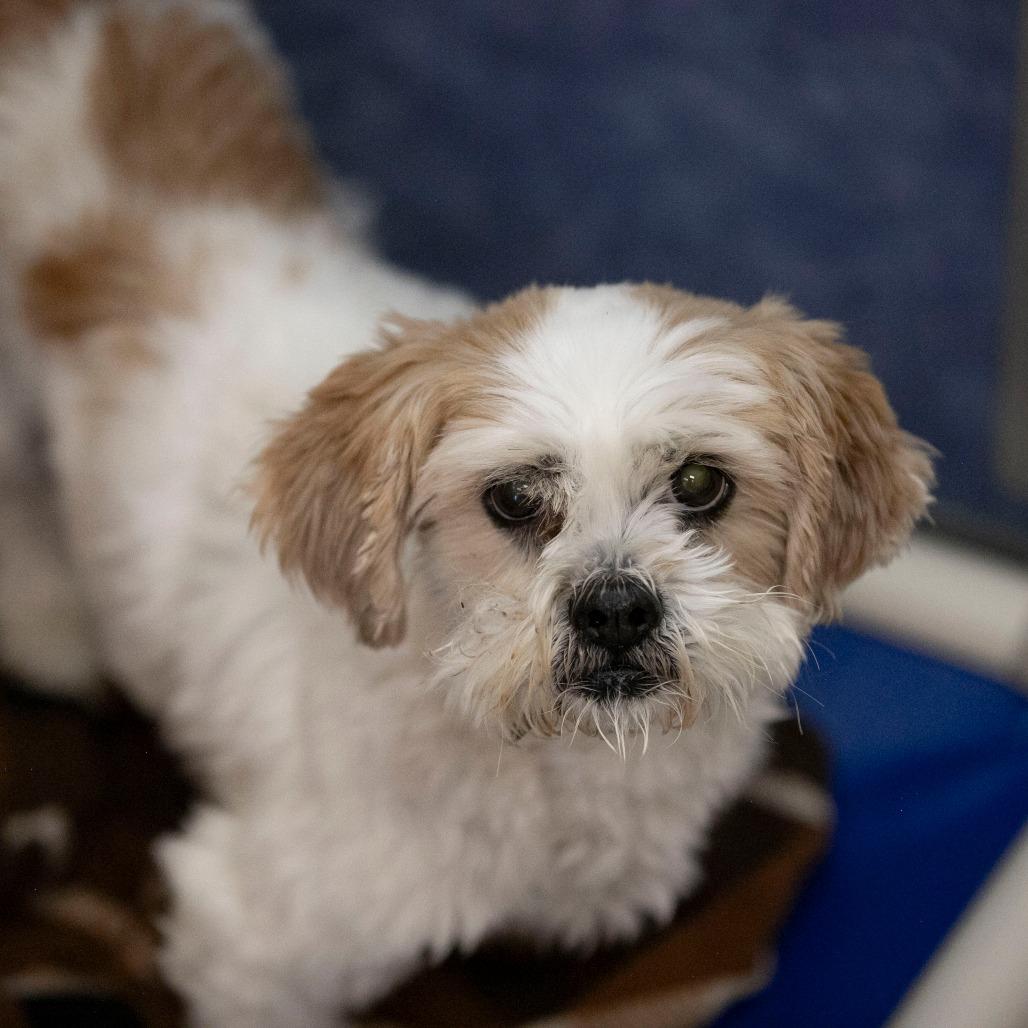 Buttercup (D25-203), a Adoptable Shih Tzu in Peyton, CO image 5/6