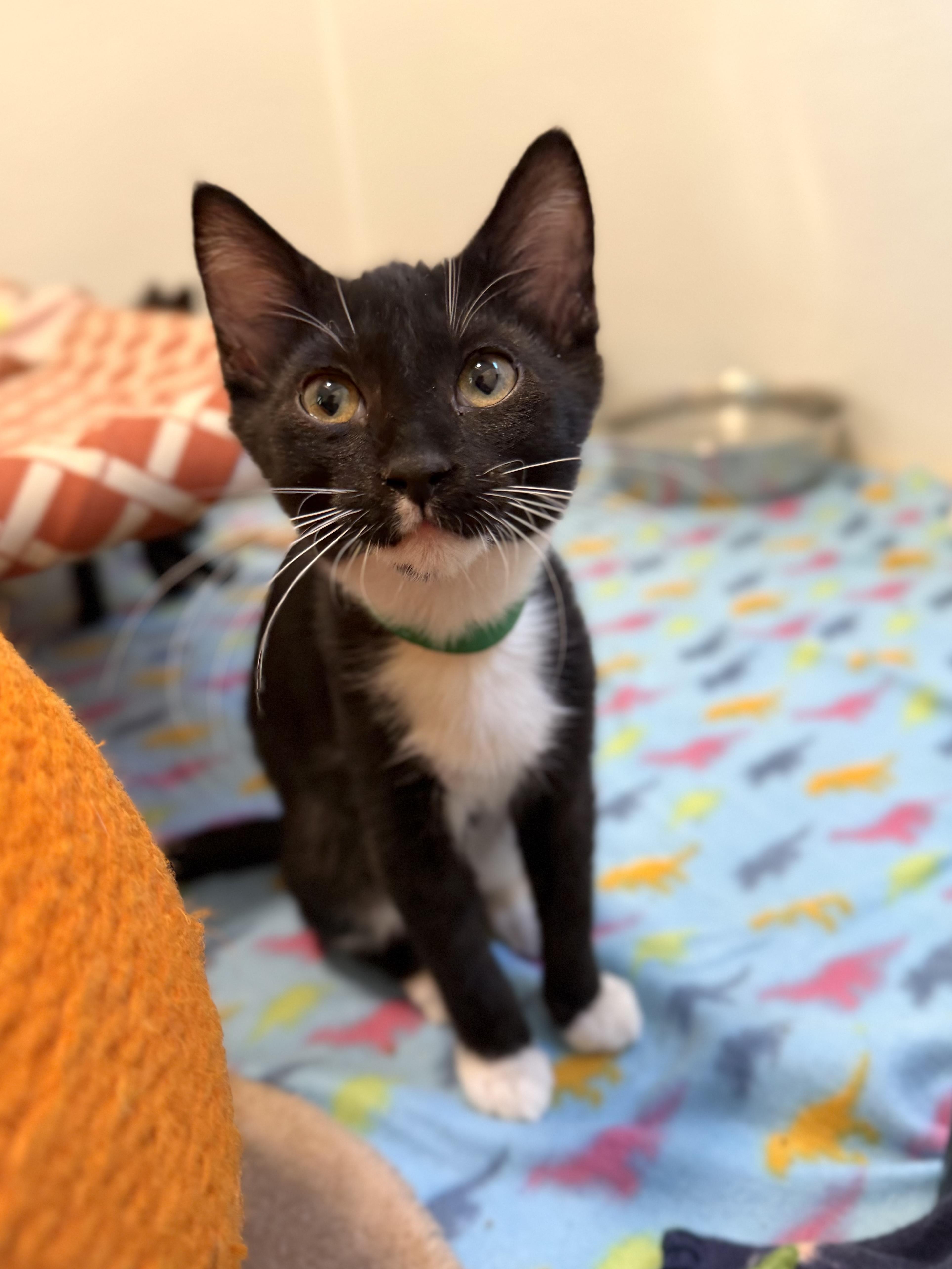 Enlarge Fidget, a Adoptable Domestic Short Hair in Chicago, IL image 2/2