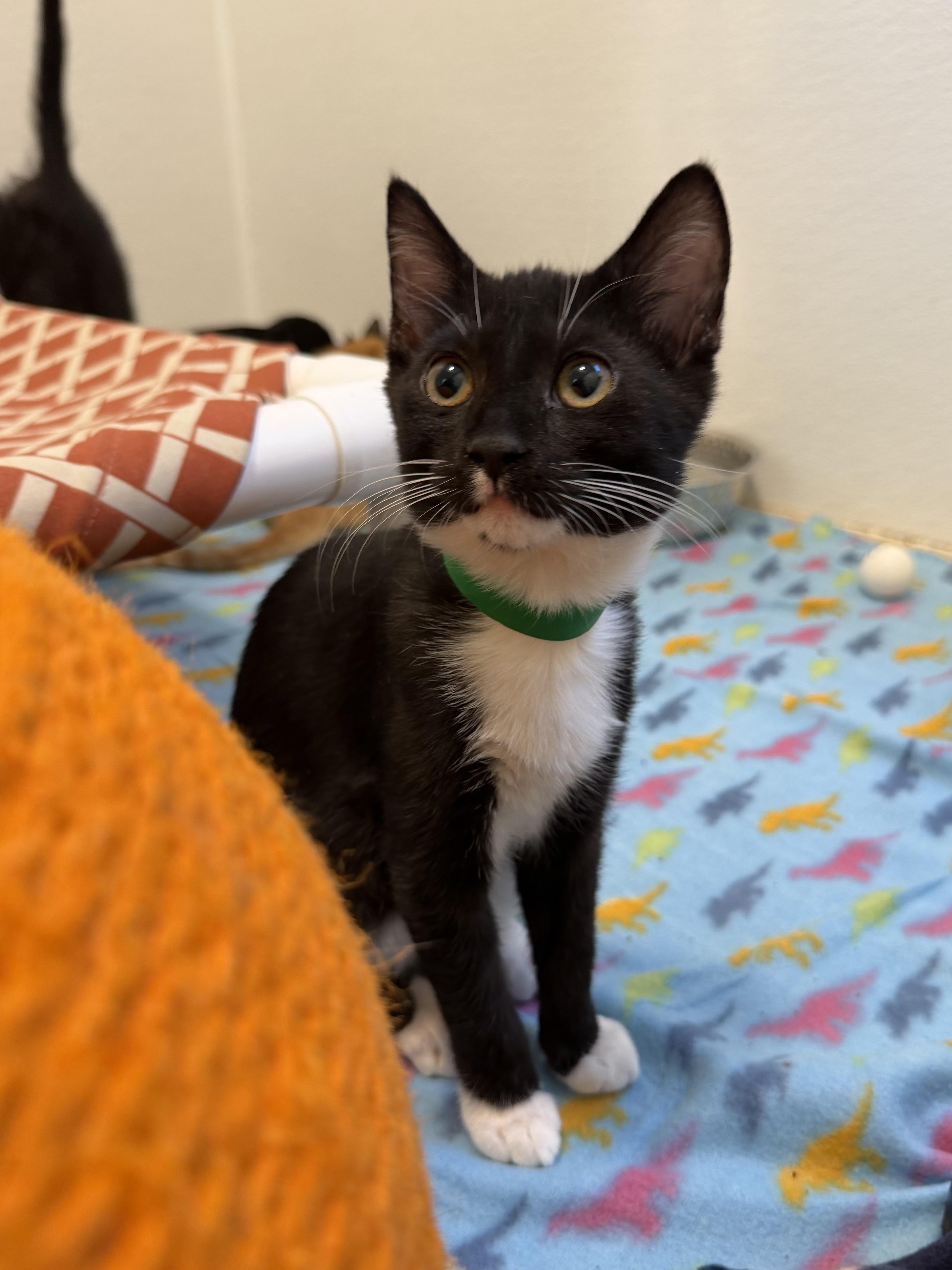 Enlarge Fidget, a Adoptable Domestic Short Hair in Chicago, IL image 1/2