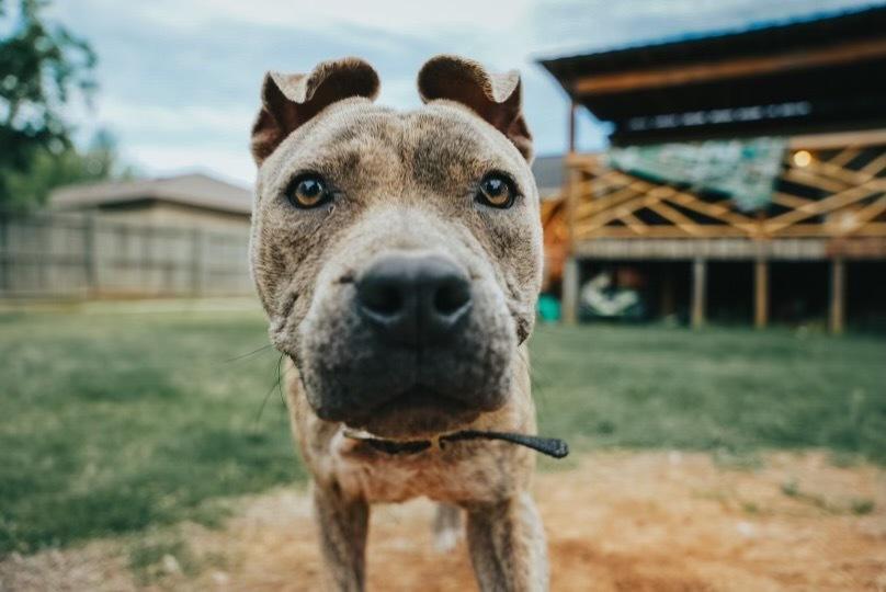 Miley, Adoptable, Young Female Pit Bull Terrier.
