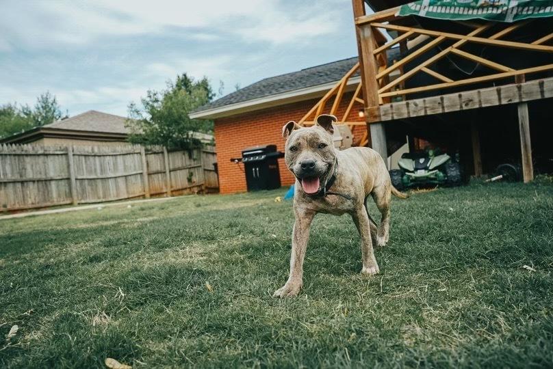 Miley, a Adoptable mixed breed in Oklahoma City, OK image 2/3