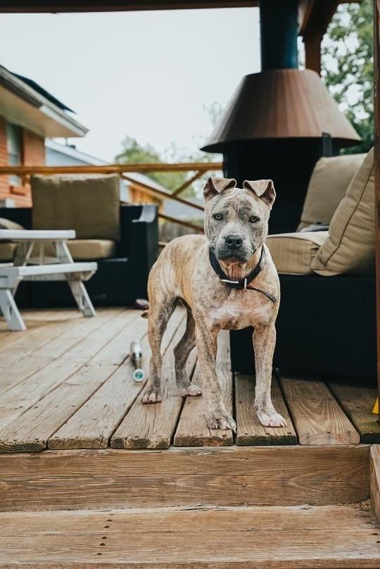 Miley, a Adoptable mixed breed in Oklahoma City, OK image 3/3