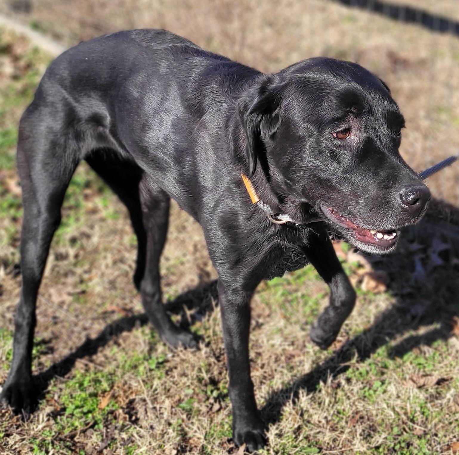Safron #2, ADOPTABLE, Adult Female Black Labrador Retriever.