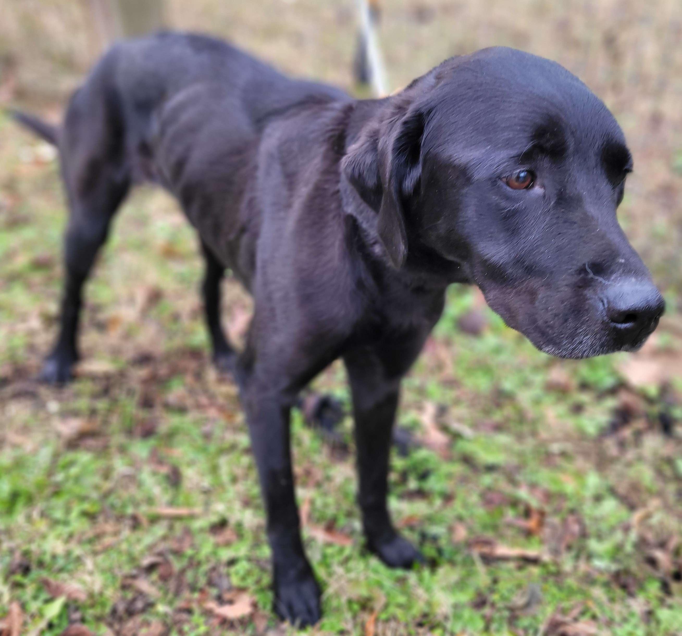 Enlarge Safron #2, an adopted mixed breed in Killingworth, CT image 3/5