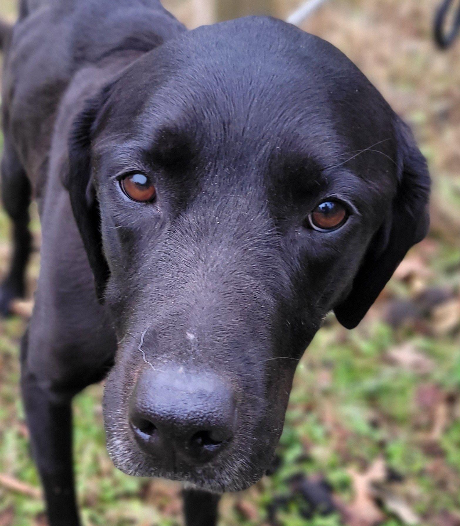 Enlarge Safron #2, an adopted mixed breed in Killingworth, CT image 2/5