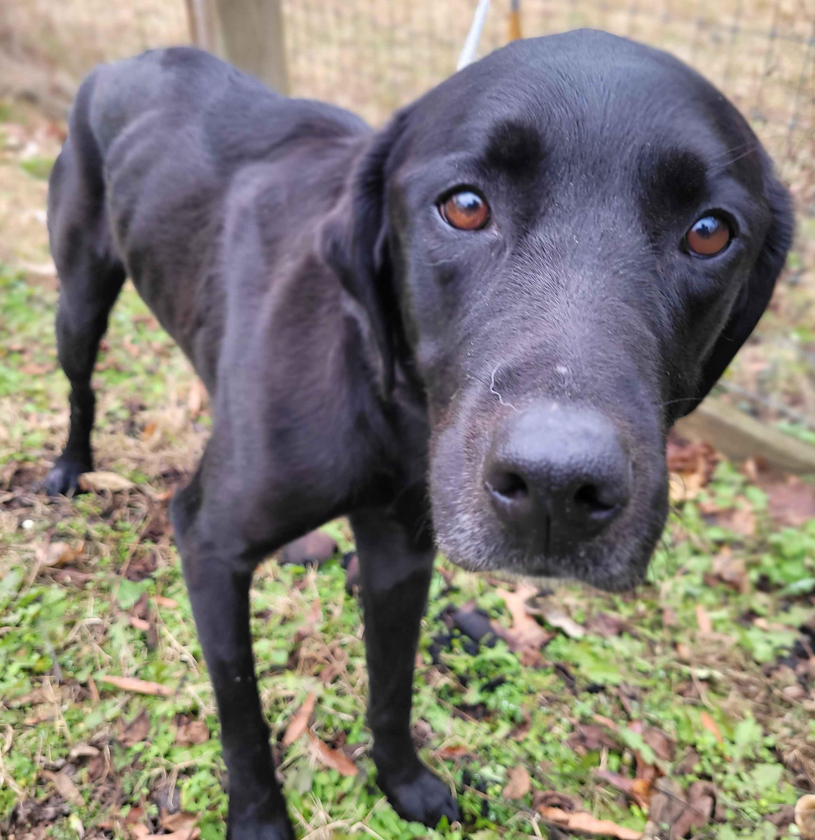 Enlarge Safron #2, an adopted mixed breed in Killingworth, CT image 4/5