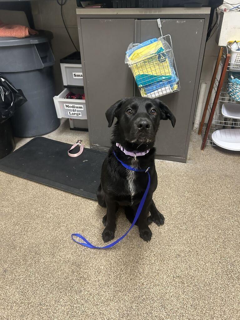 Greer, Adoptable, Young Female Black Labrador Retriever.