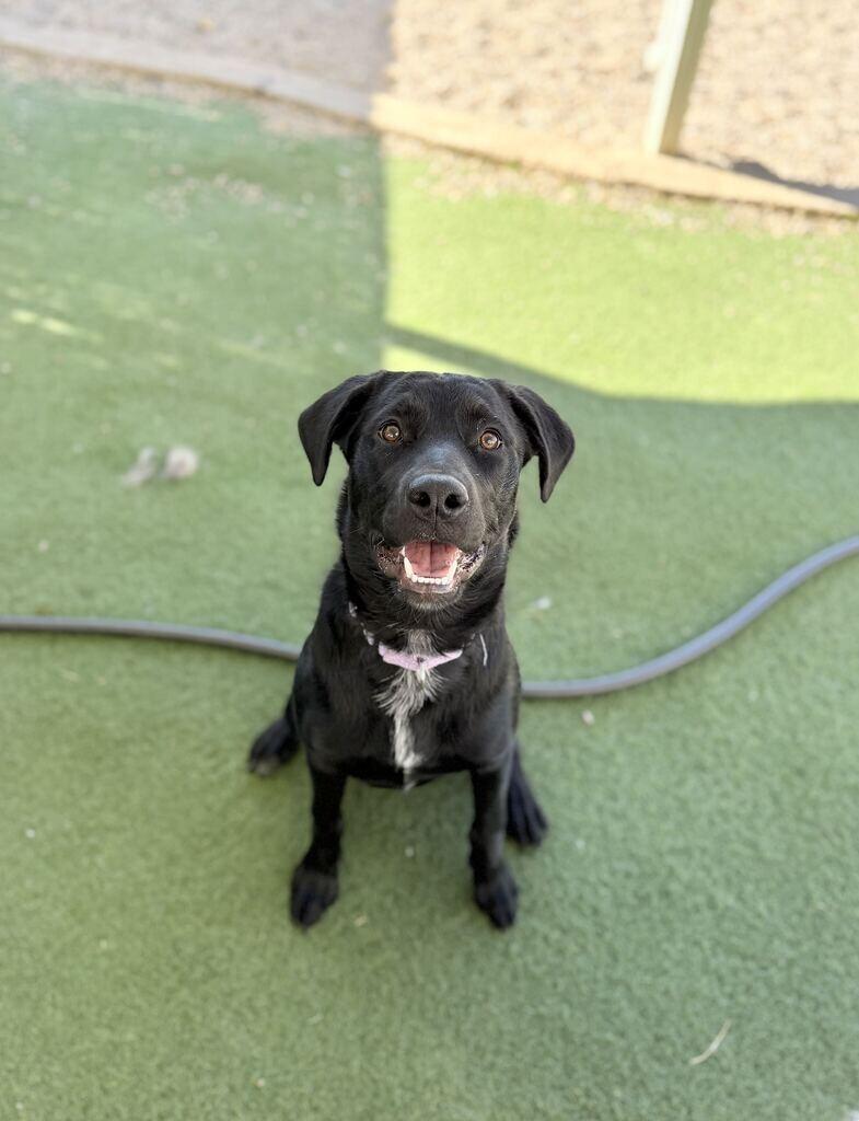 Enlarge Greer, a Adoptable Black Labrador Retriever in Fruit Heights, UT image 2/3