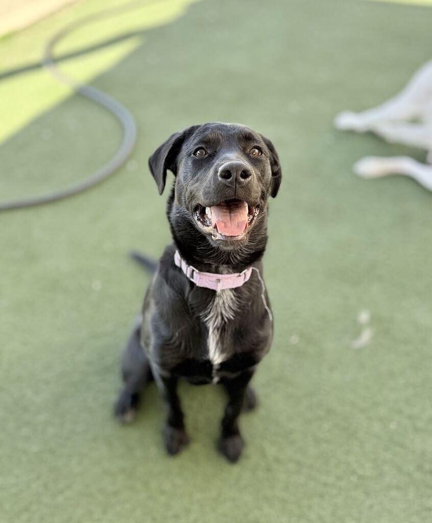 Enlarge Greer, a Adoptable Black Labrador Retriever in Fruit Heights, UT image 3/3