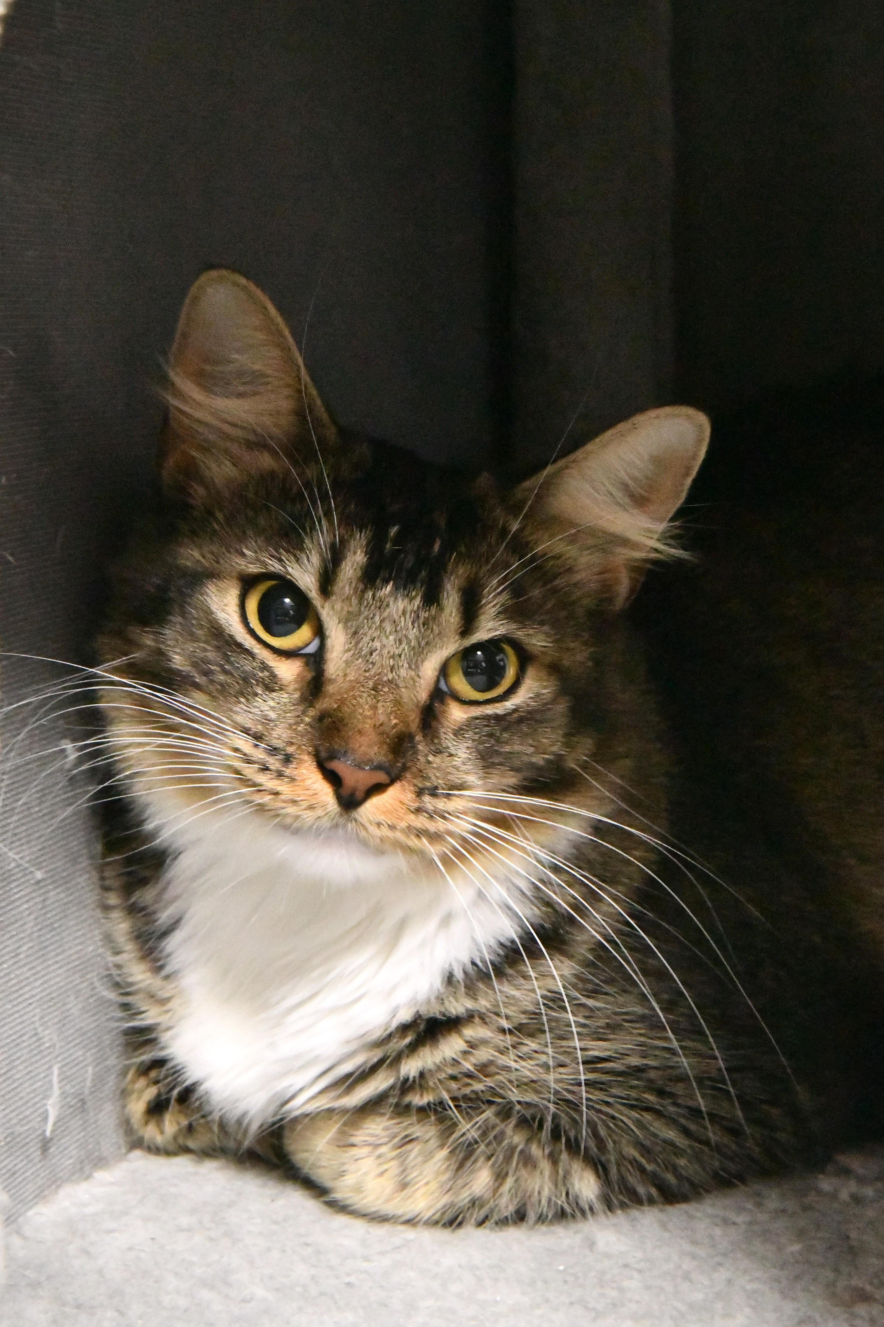 Tabitha, ADOPTABLE, Adult Male Domestic Short Hair.