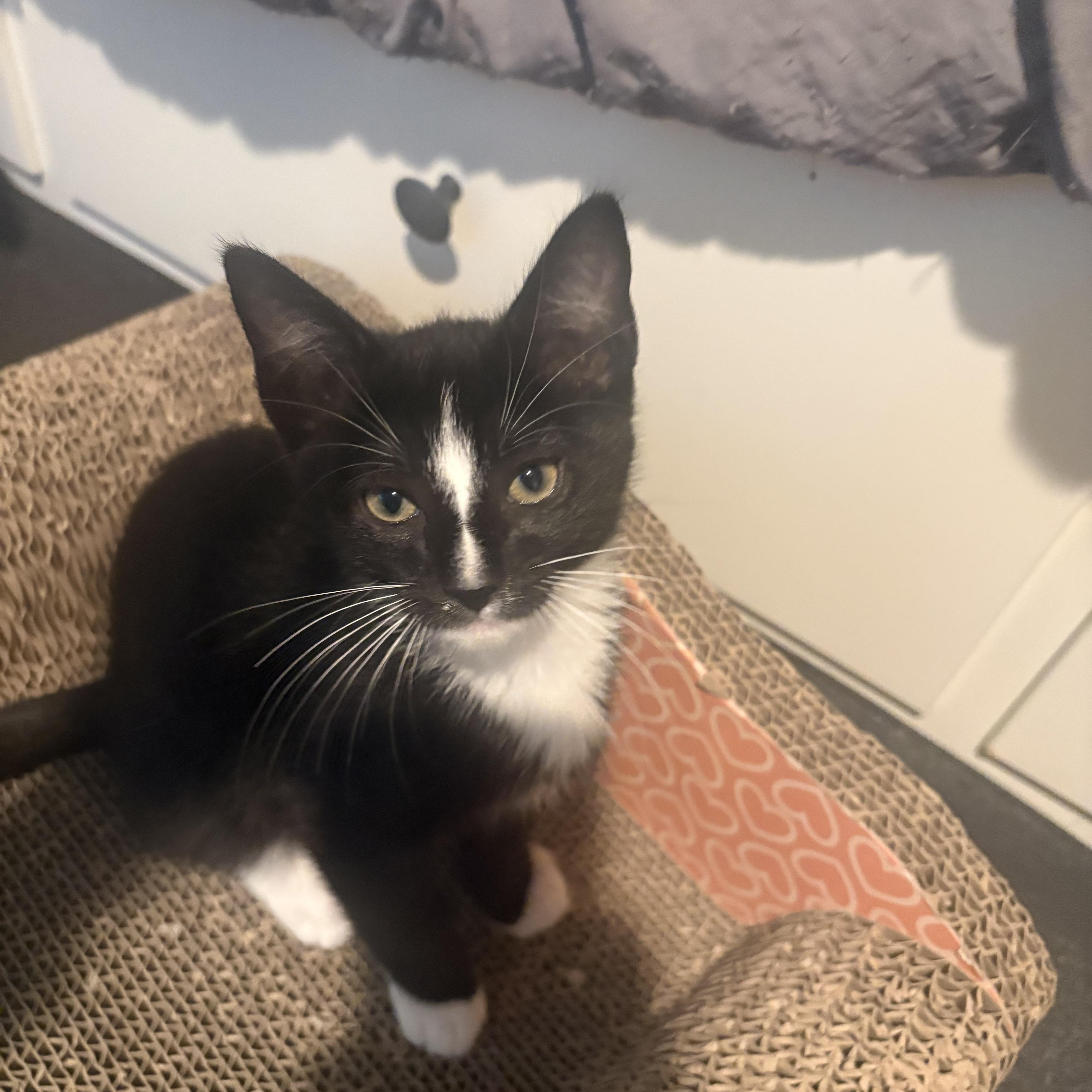 Zorro, an adopted mixed breed in Woodinville, WA image 2/5