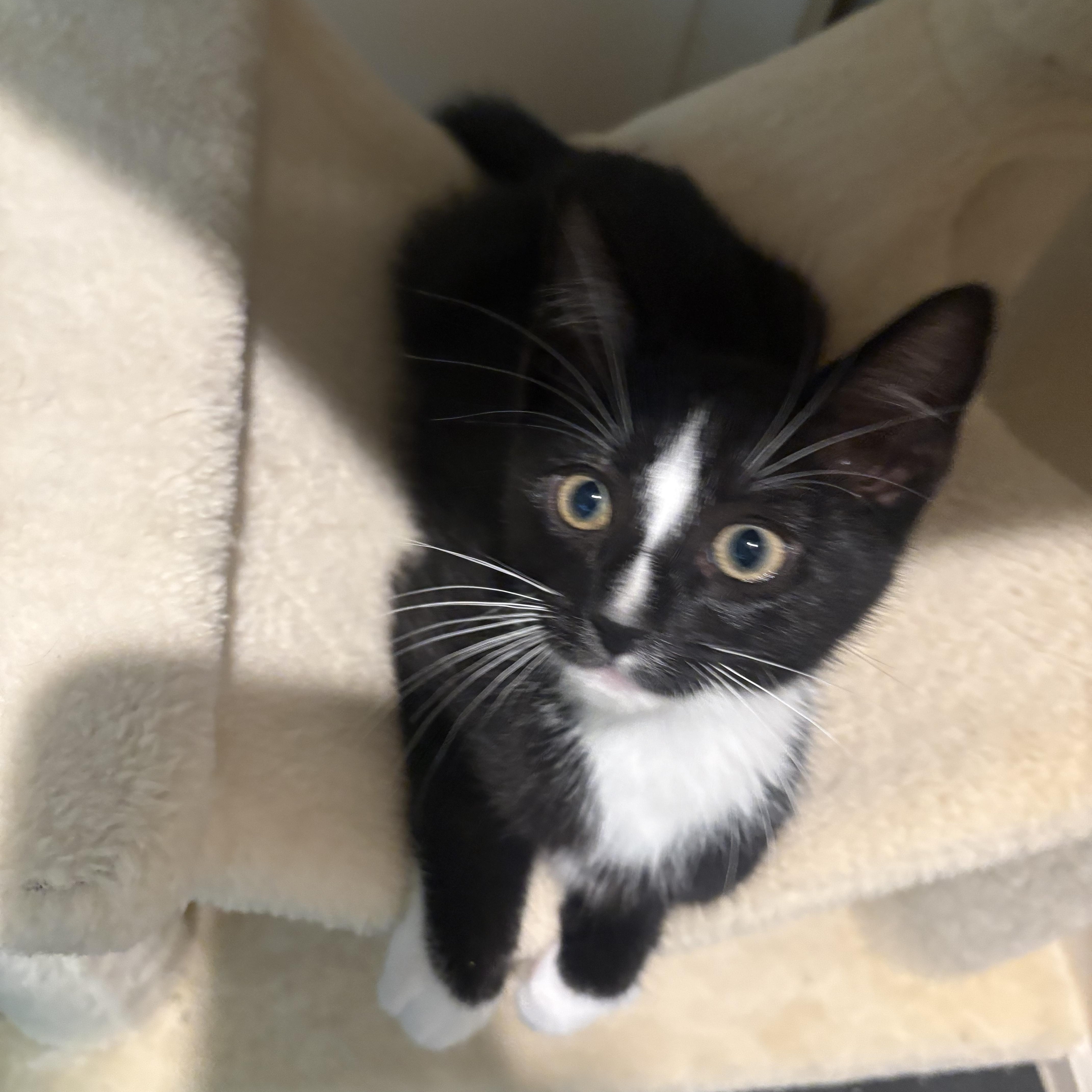 Zorro, an adopted mixed breed in Woodinville, WA image 1/5