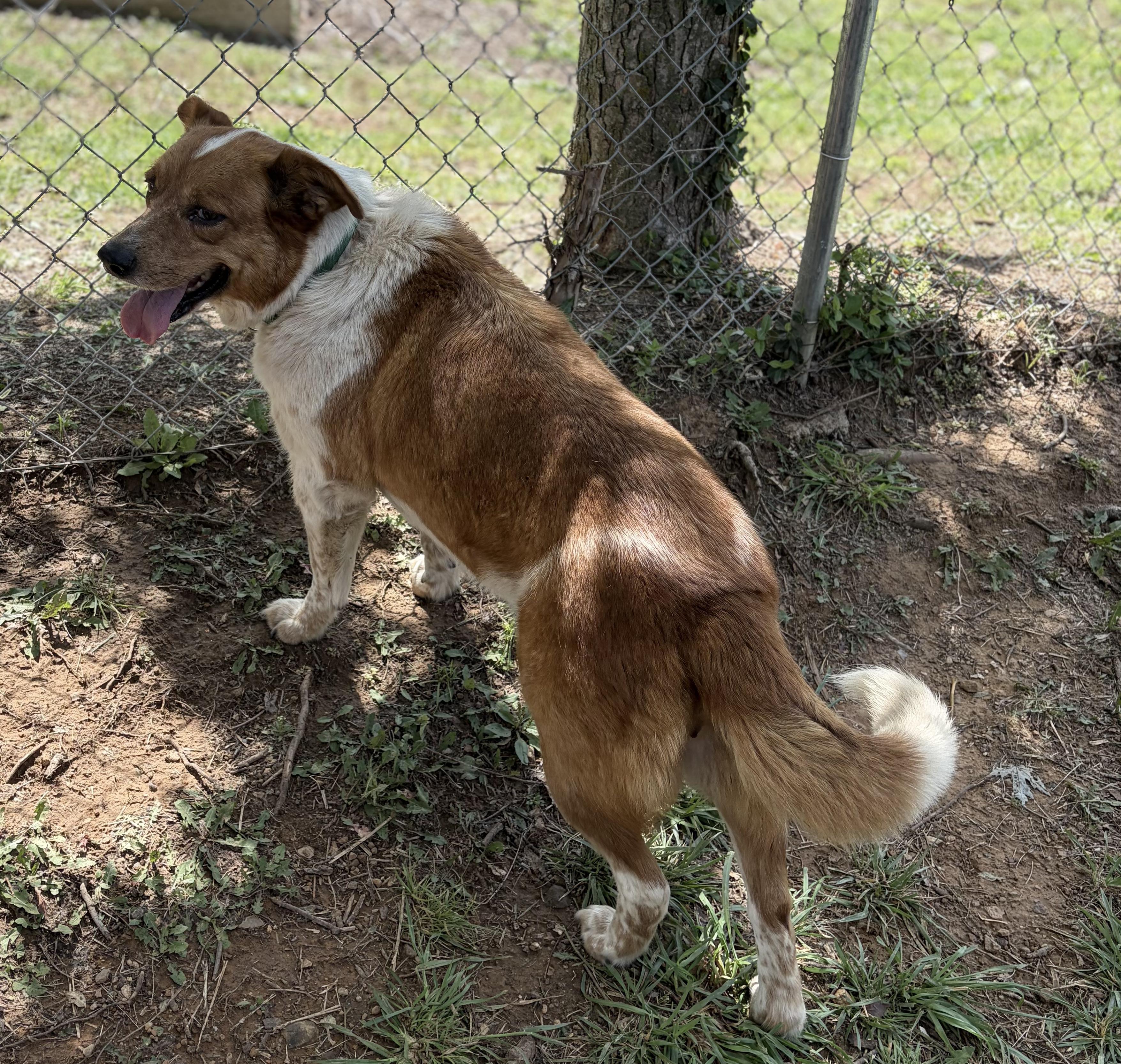 Enlarge Maple, a Adoptable mixed breed in Bloomsdale, MO image 2/4