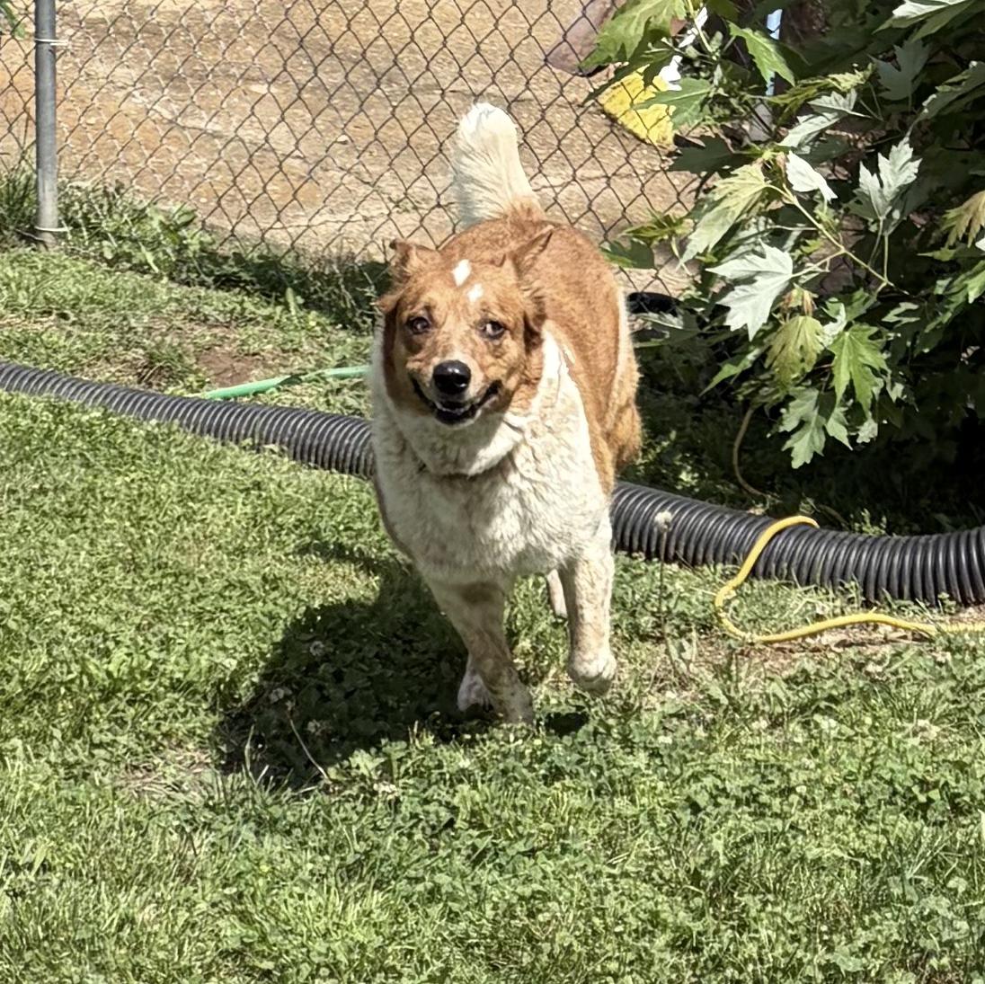 Enlarge Maple, a Adoptable mixed breed in Bloomsdale, MO image 3/4