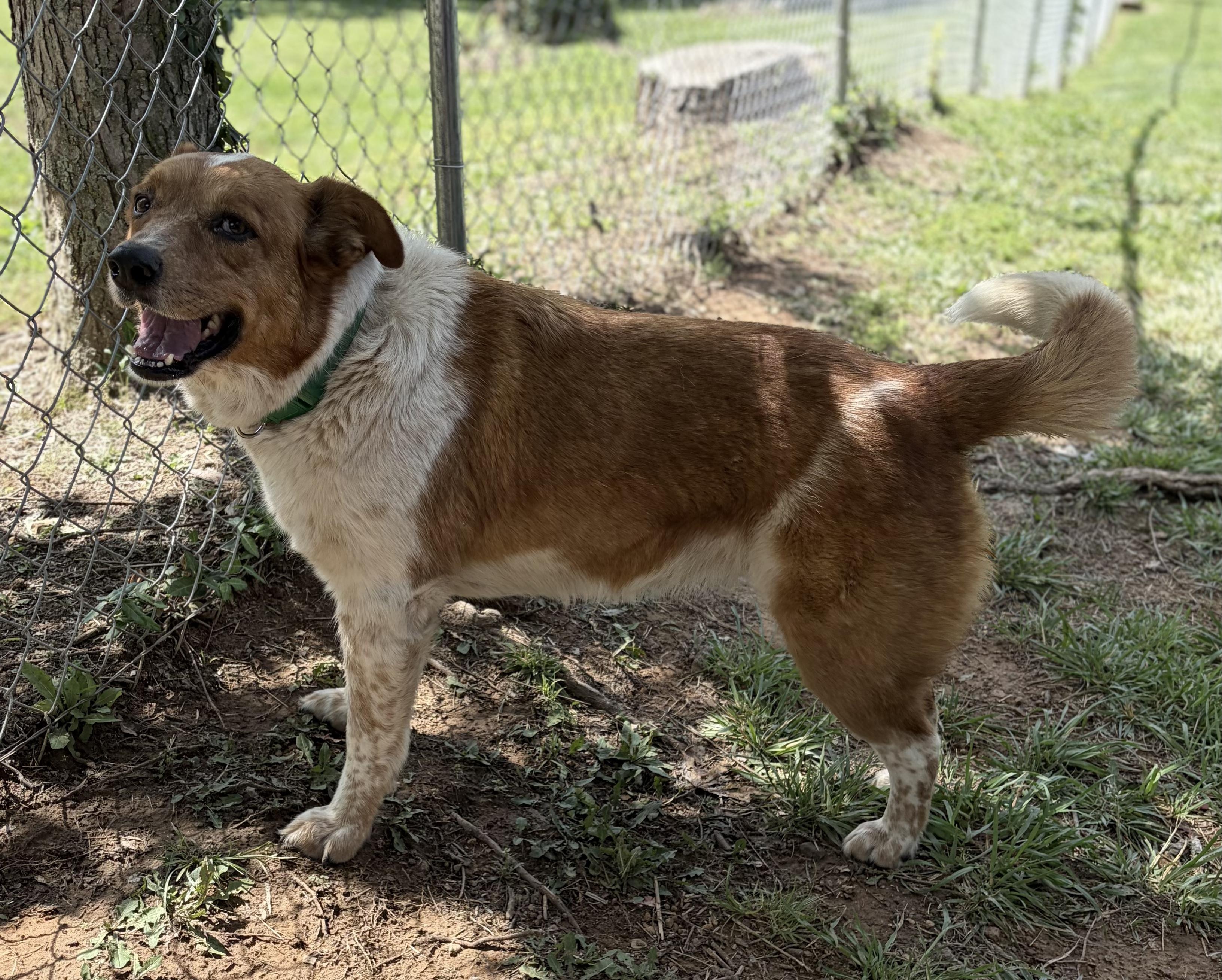 Enlarge Maple, a Adoptable mixed breed in Bloomsdale, MO image 4/4