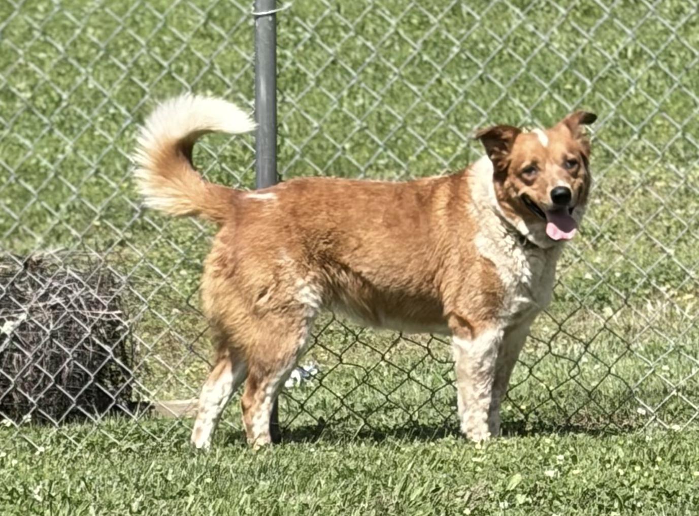 Enlarge Maple, a Adoptable mixed breed in Bloomsdale, MO image 1/4