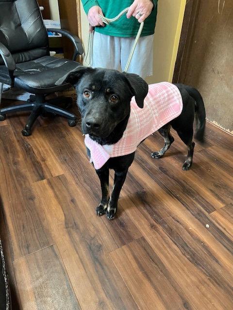 Enlarge Black lab female, a Adoptable mixed breed in Mount Laurel, NJ image 2/2