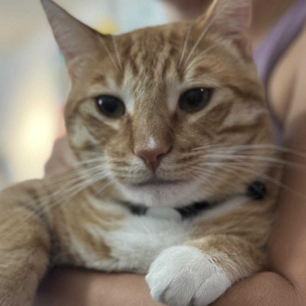 Goose — thumbnail 2