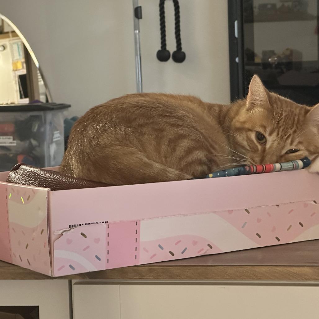 Goose — thumbnail 3