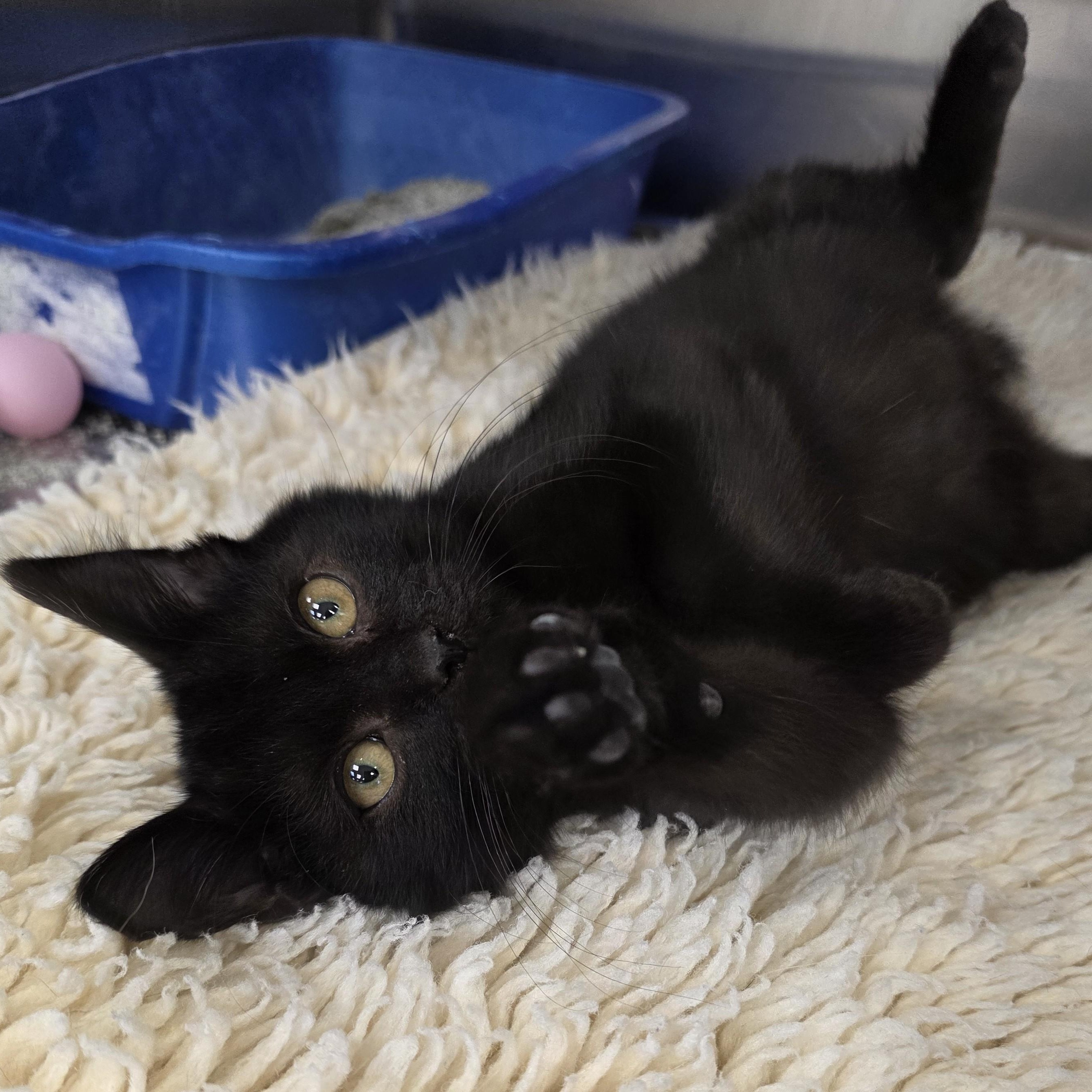 Enlarge Ricky Retro, a Adopted Domestic Short Hair in Macomb Twp, MI image 1/3