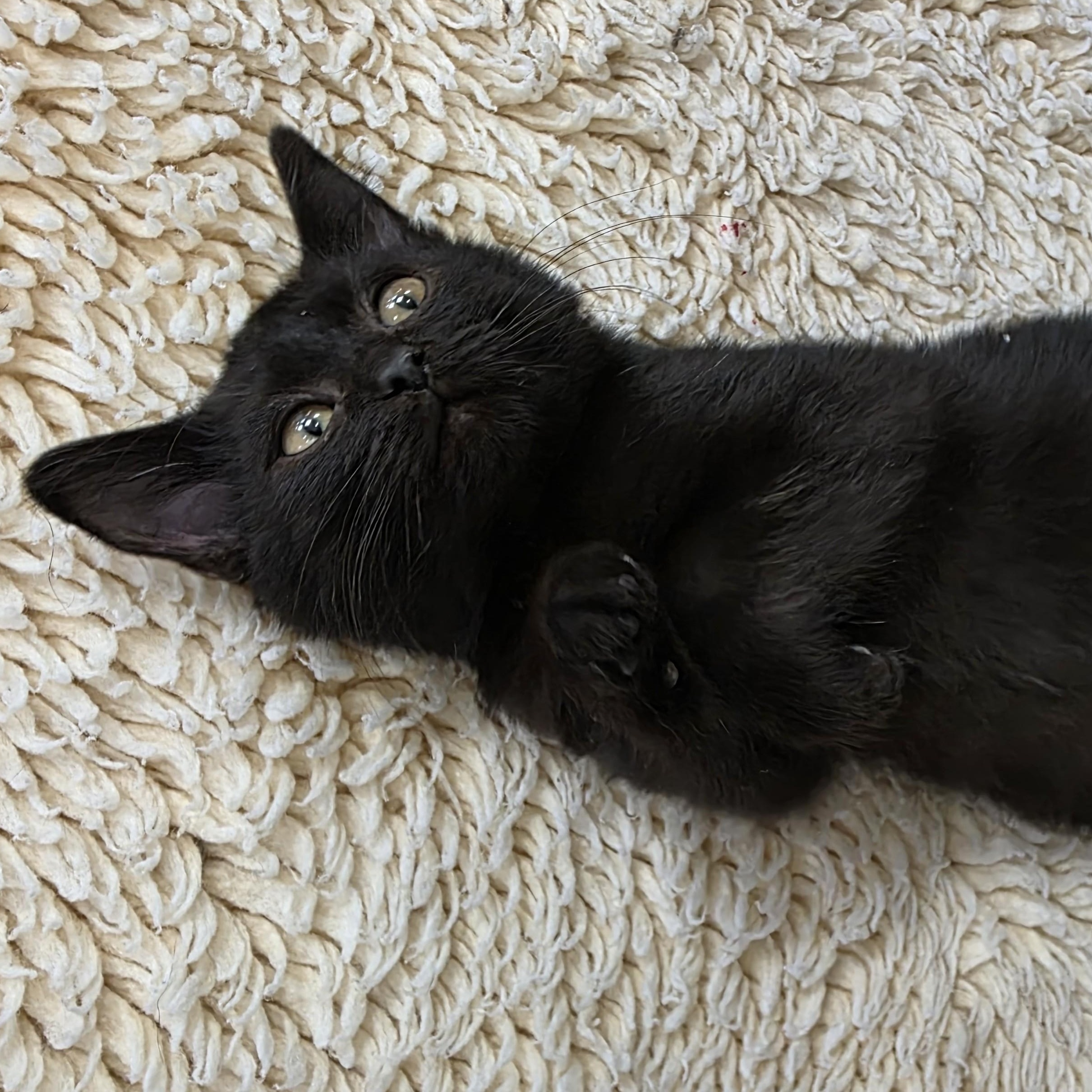 Enlarge Ricky Retro, a Adopted Domestic Short Hair in Macomb Twp, MI image 3/3