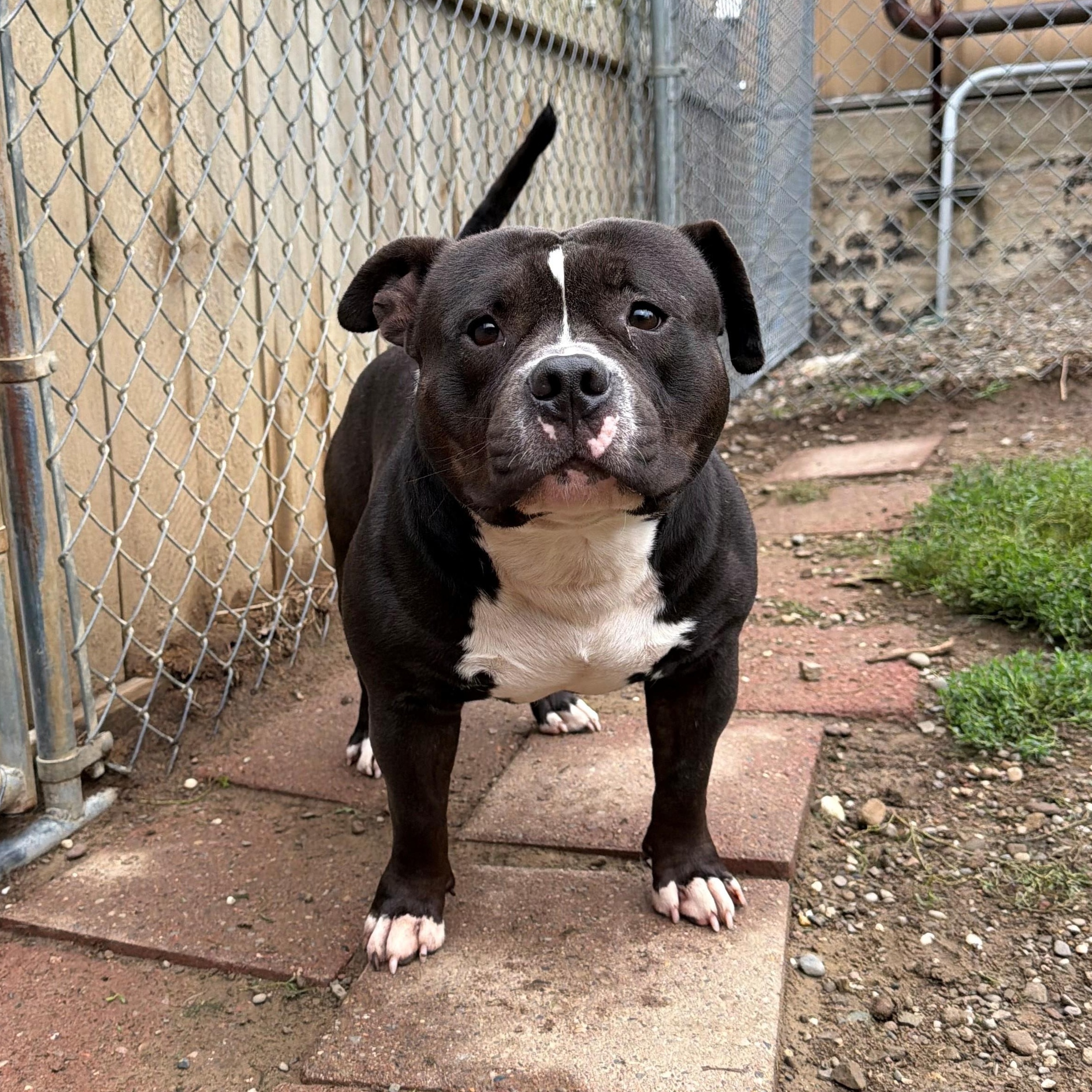 Enlarge Ninja, a ADOPTABLE mixed breed in Vienna, OH image 1/1