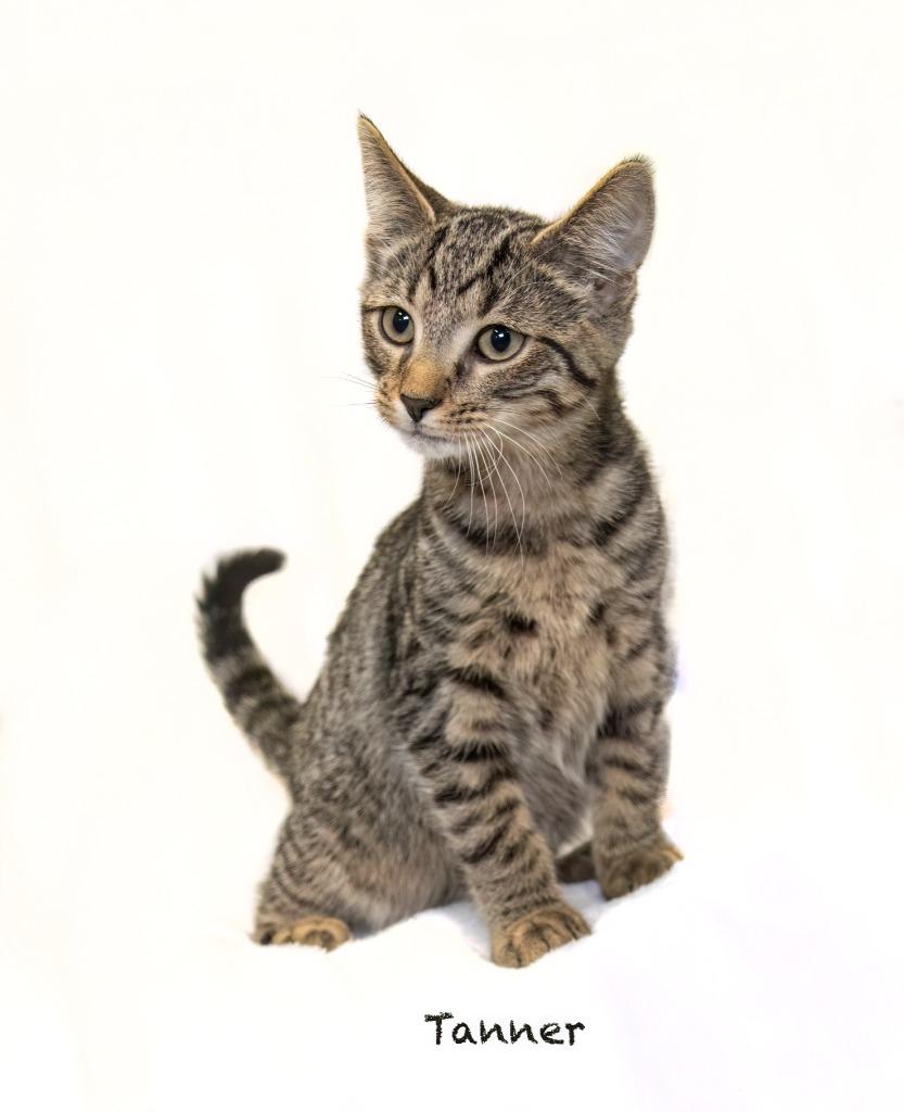 Tanner, a Adoptable mixed breed in Hot Springs Village, AR image 1/2