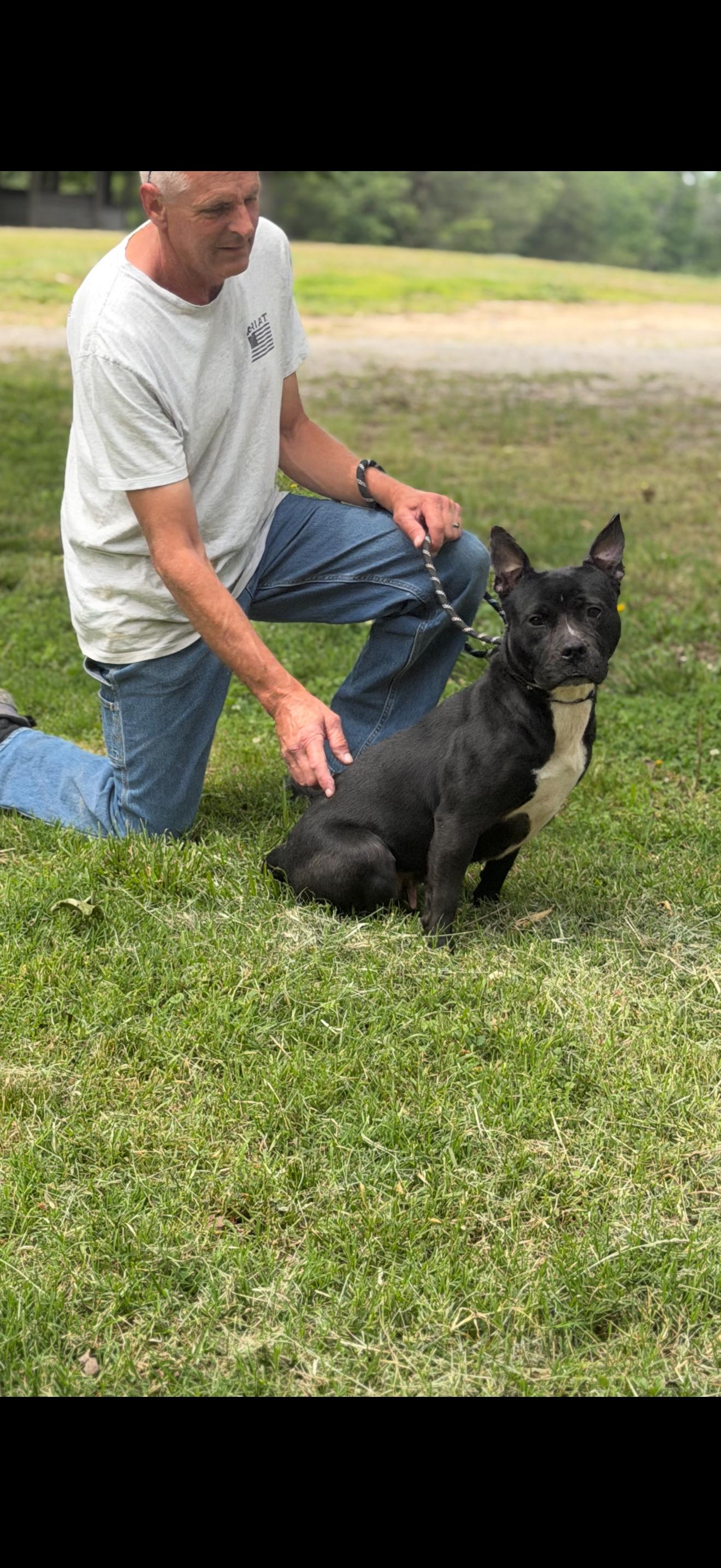 Enlarge Queenie, a Adoptable mixed breed in Luttrell, TN image 1/6