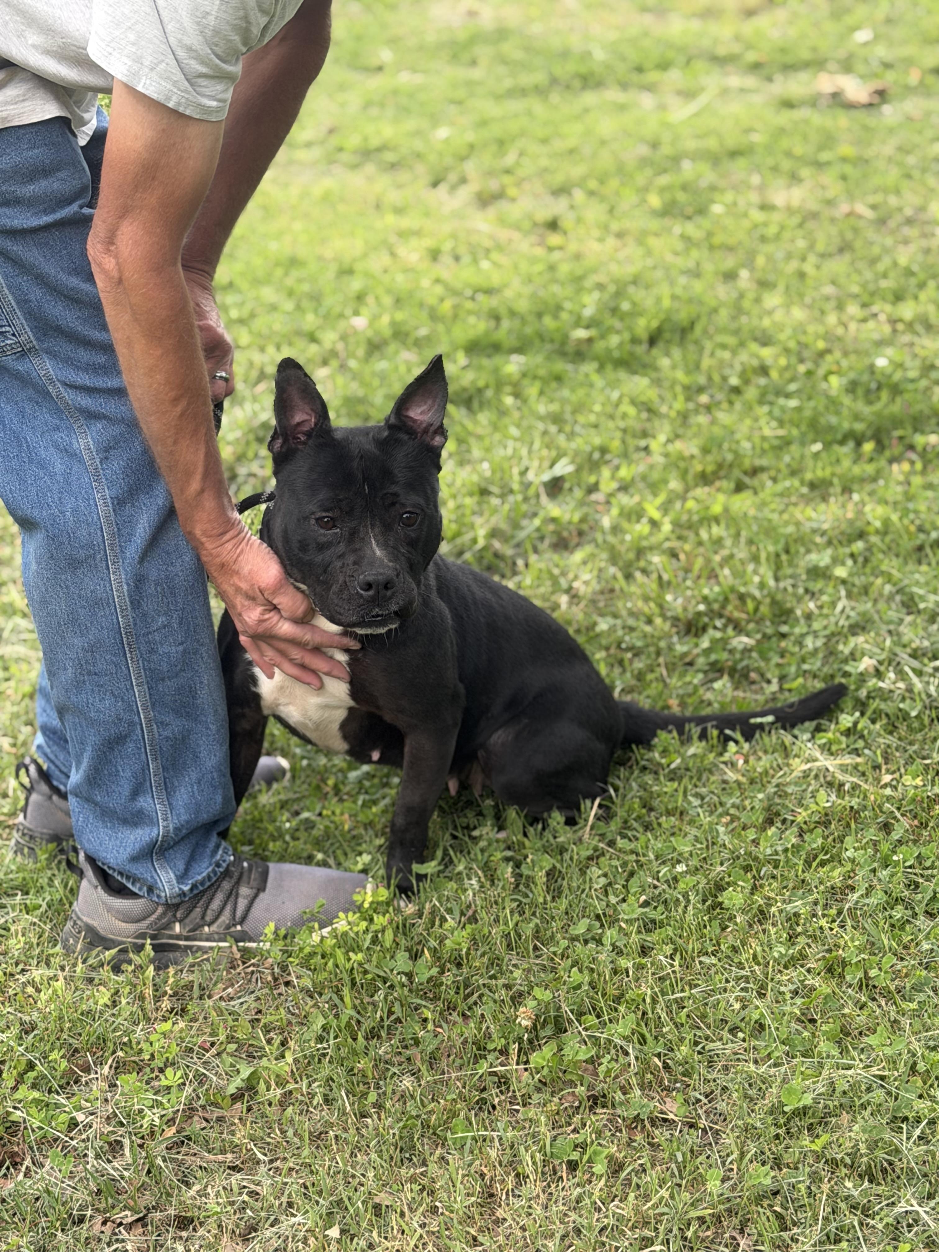 Enlarge Queenie, a Adoptable mixed breed in Luttrell, TN image 3/6