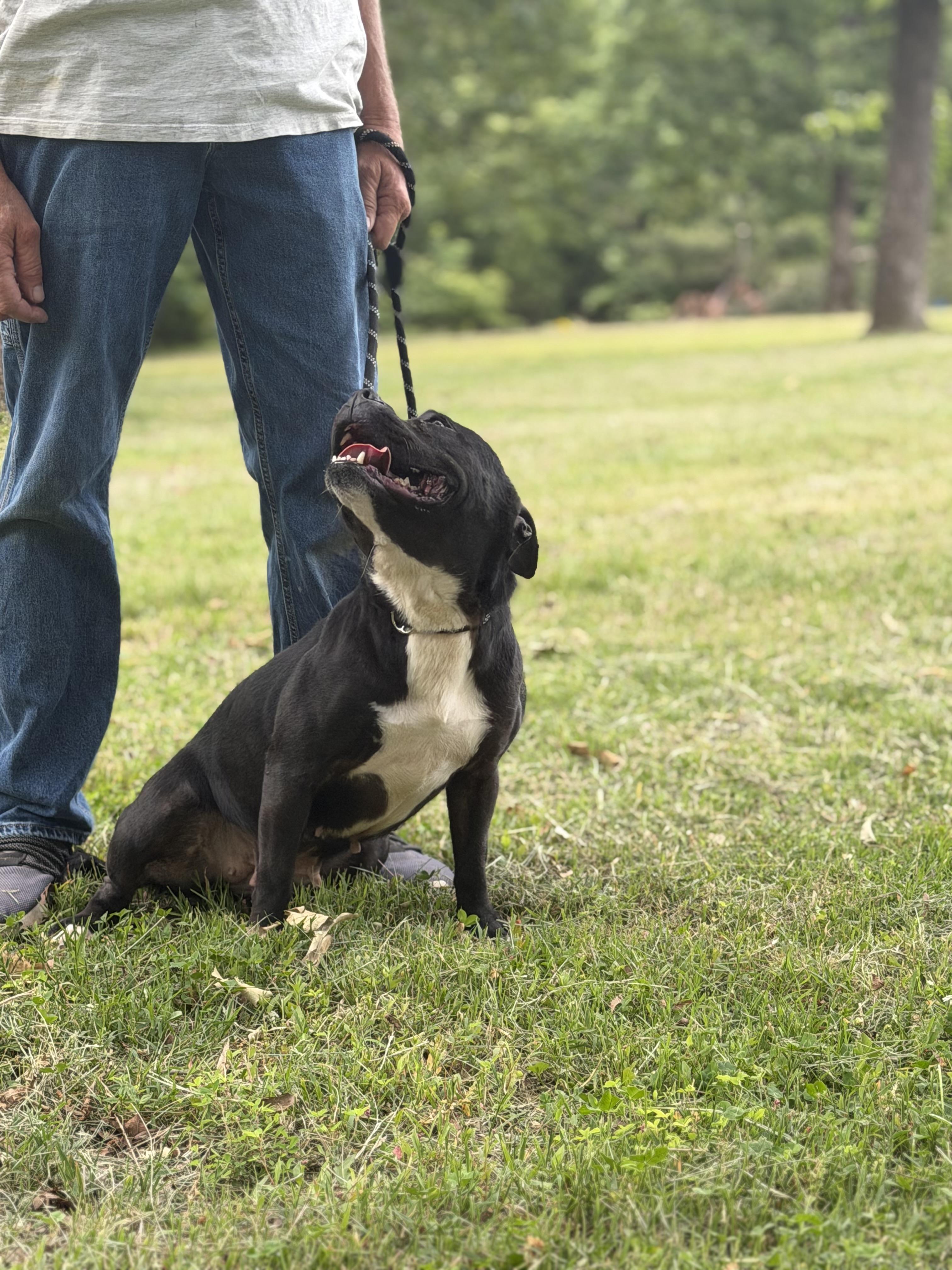 Enlarge Queenie, a Adoptable mixed breed in Luttrell, TN image 6/6