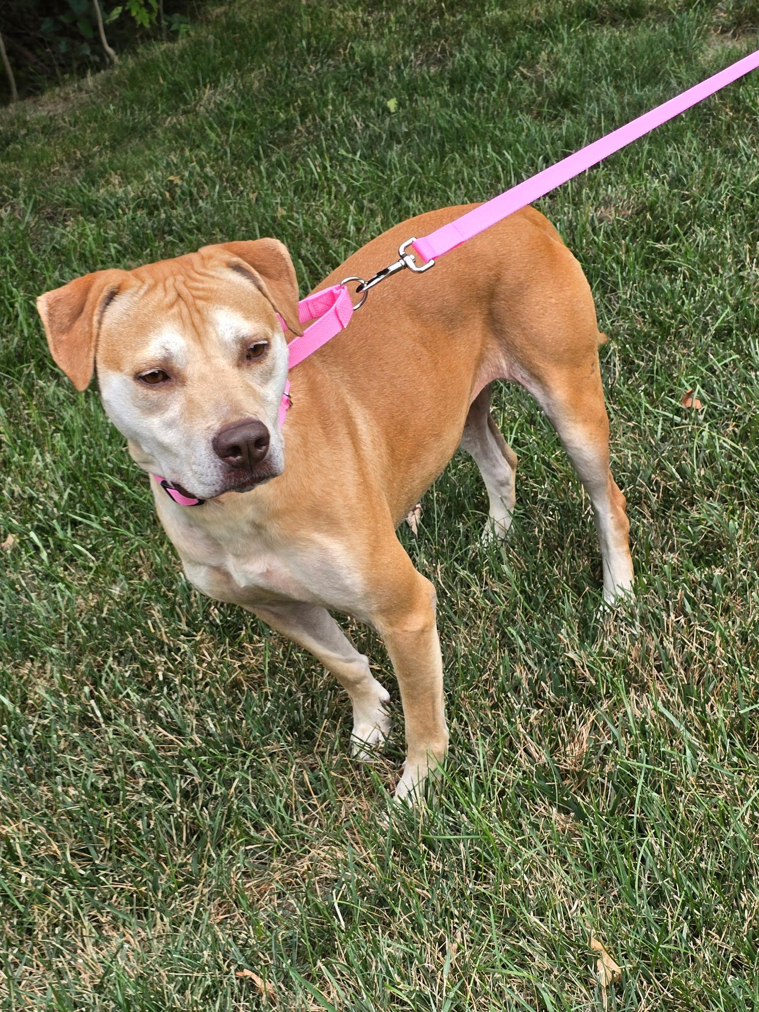 Sunny, a Adoptable mixed breed in Greenwood, IN image 2/5