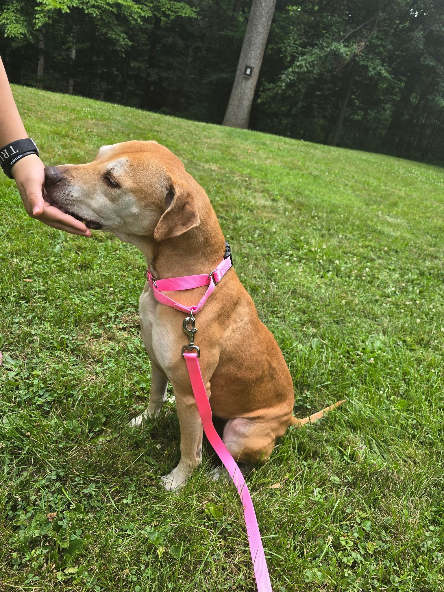 Sunny, a Adoptable mixed breed in Greenwood, IN image 3/5