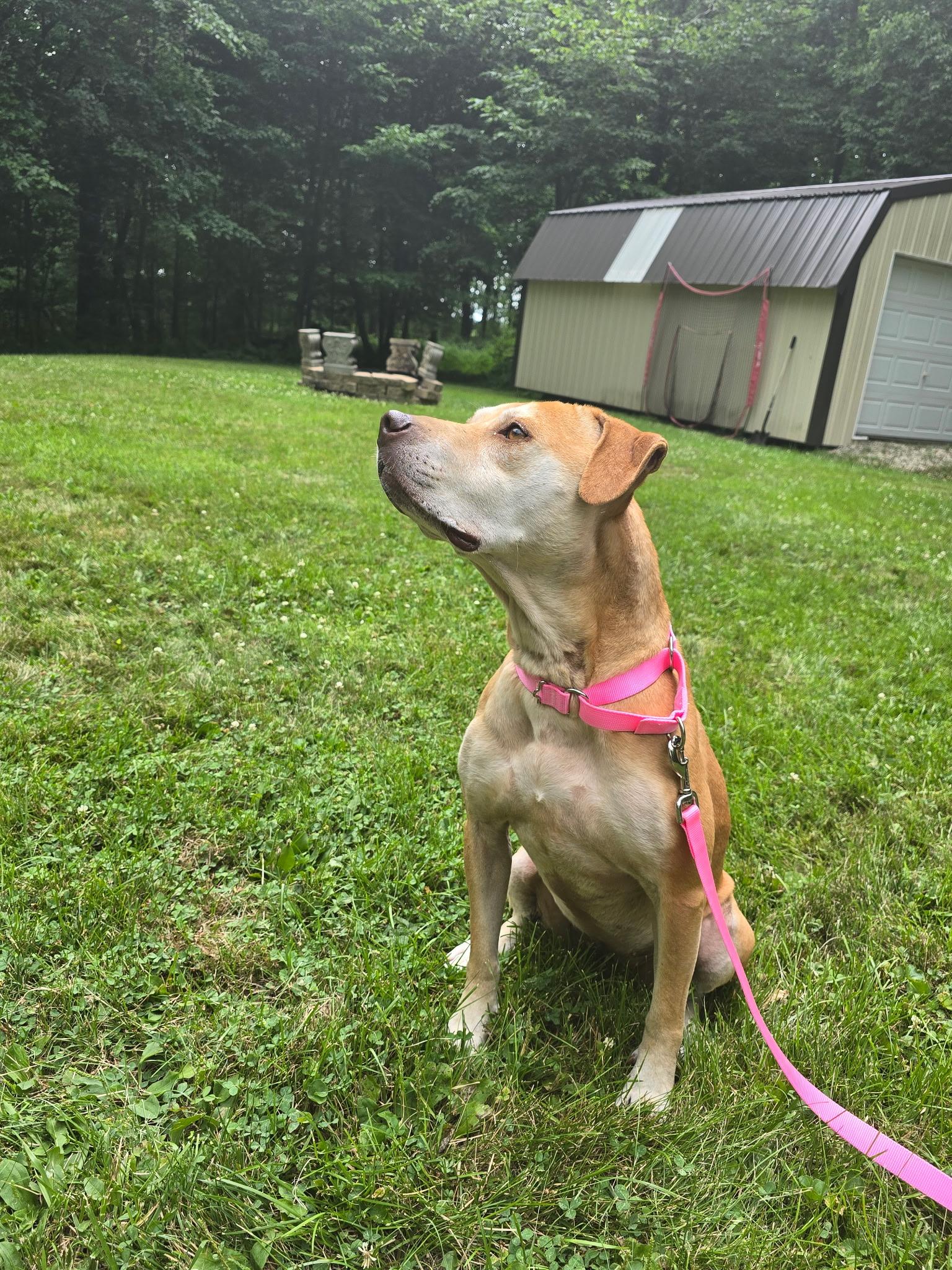 Sunny, a Adoptable mixed breed in Greenwood, IN image 4/5