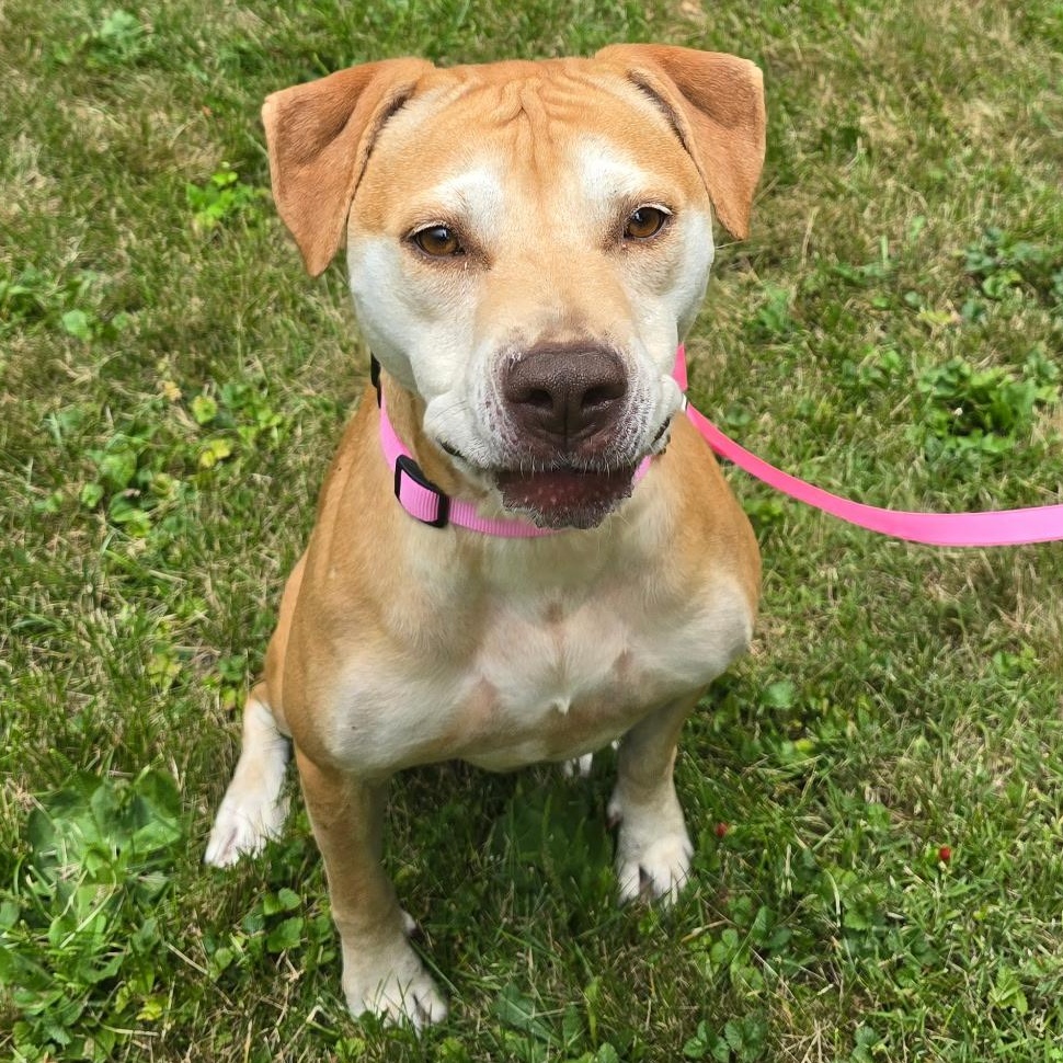 Sunny, Adoptable, Young Female Rhodesian Ridgeback.