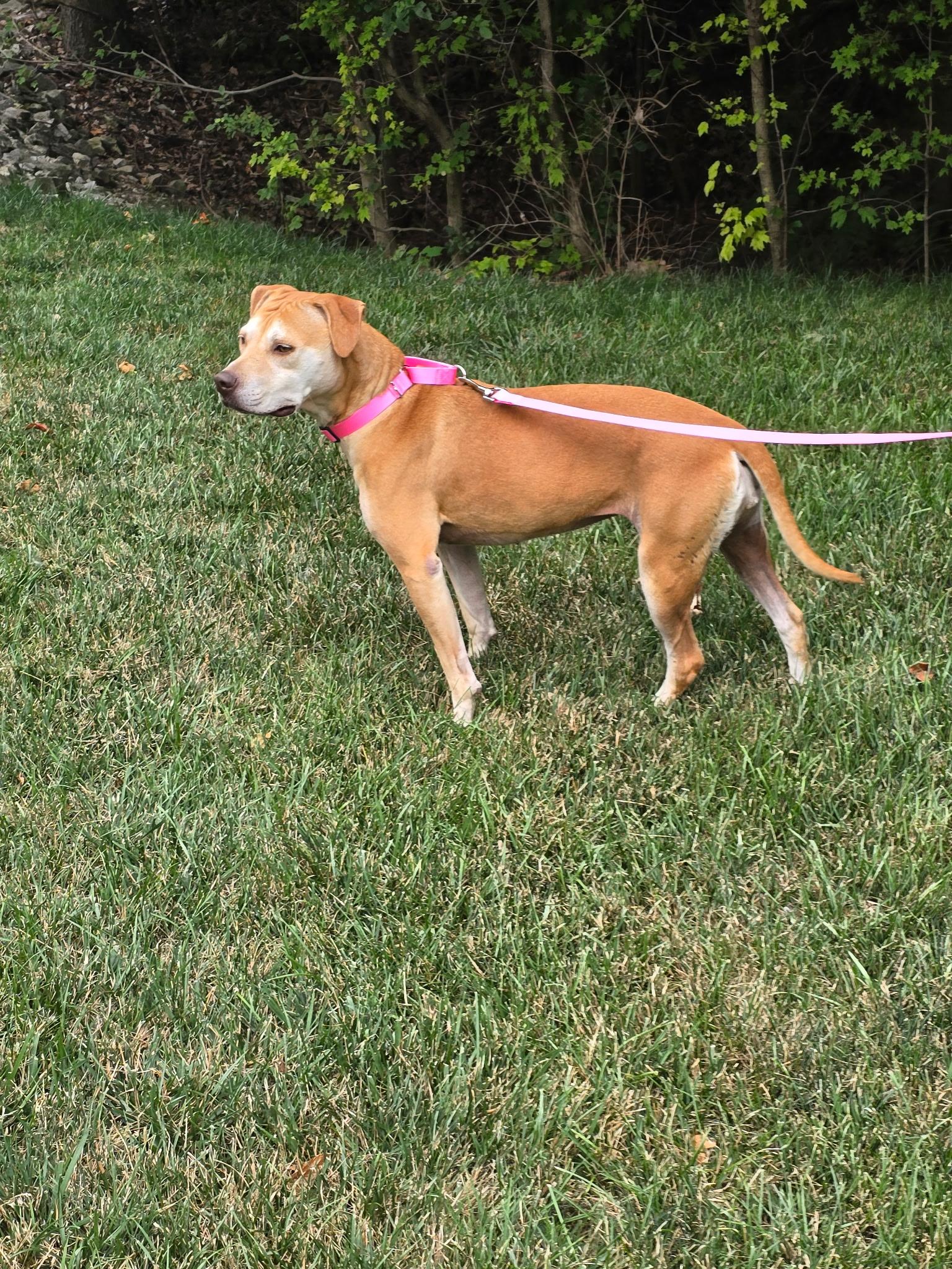 Sunny, a Adoptable mixed breed in Greenwood, IN image 5/5