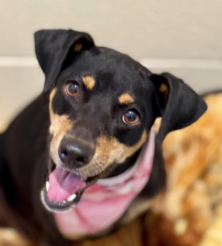 Glory - Tracy's favorite dog at the rescue! She has a warm up period. But it's worth it!