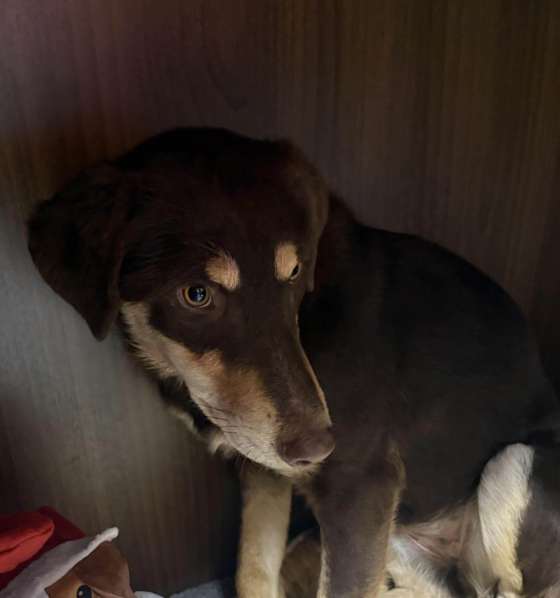 REBA, ADOPTABLE, Young Female Australian Shepherd.