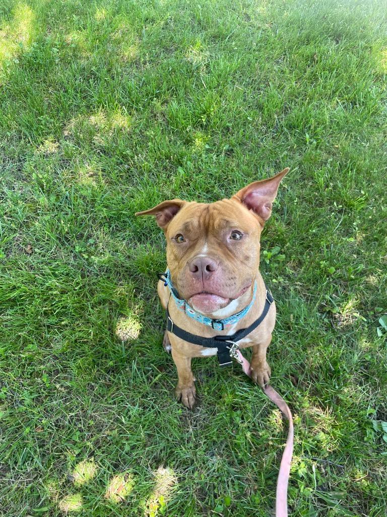 Fiona, Adoptable, Adult Female American Staffordshire Terrier.